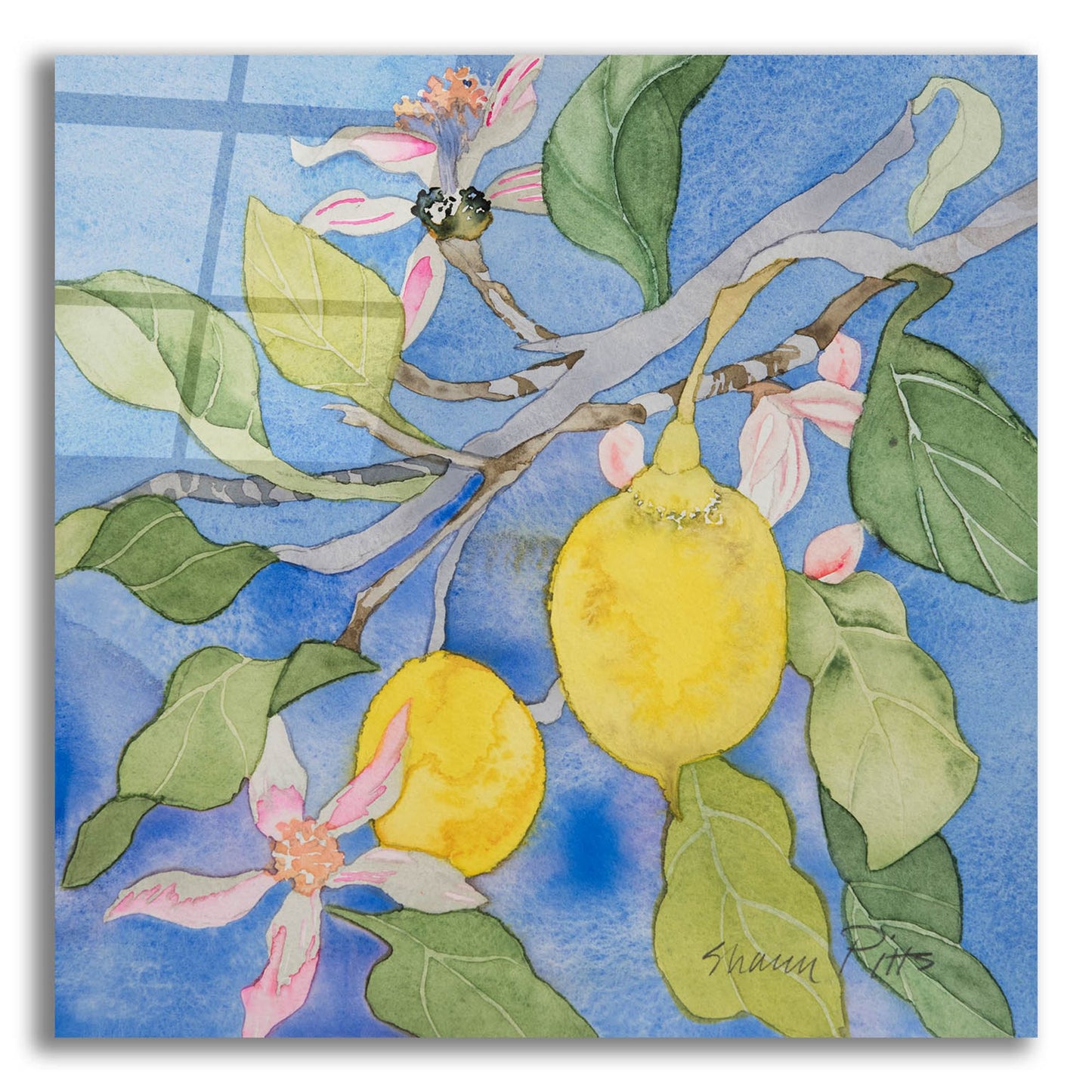 Epic Art 'Lemon Tree Italy 1' by Sharon Pitts, Acrylic Glass Wall Art