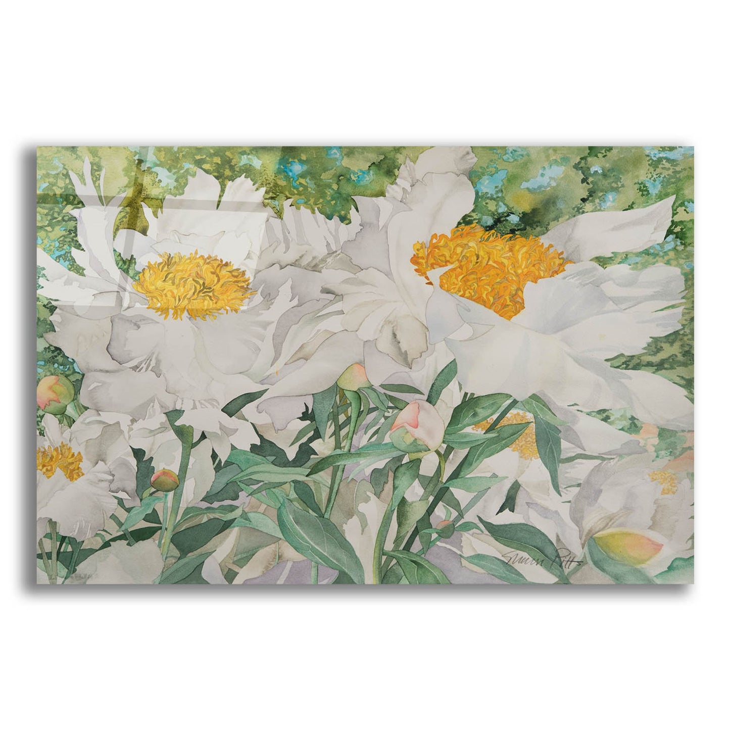 Epic Art 'White Peonies' by Sharon Pitts, Acrylic Glass Wall Art