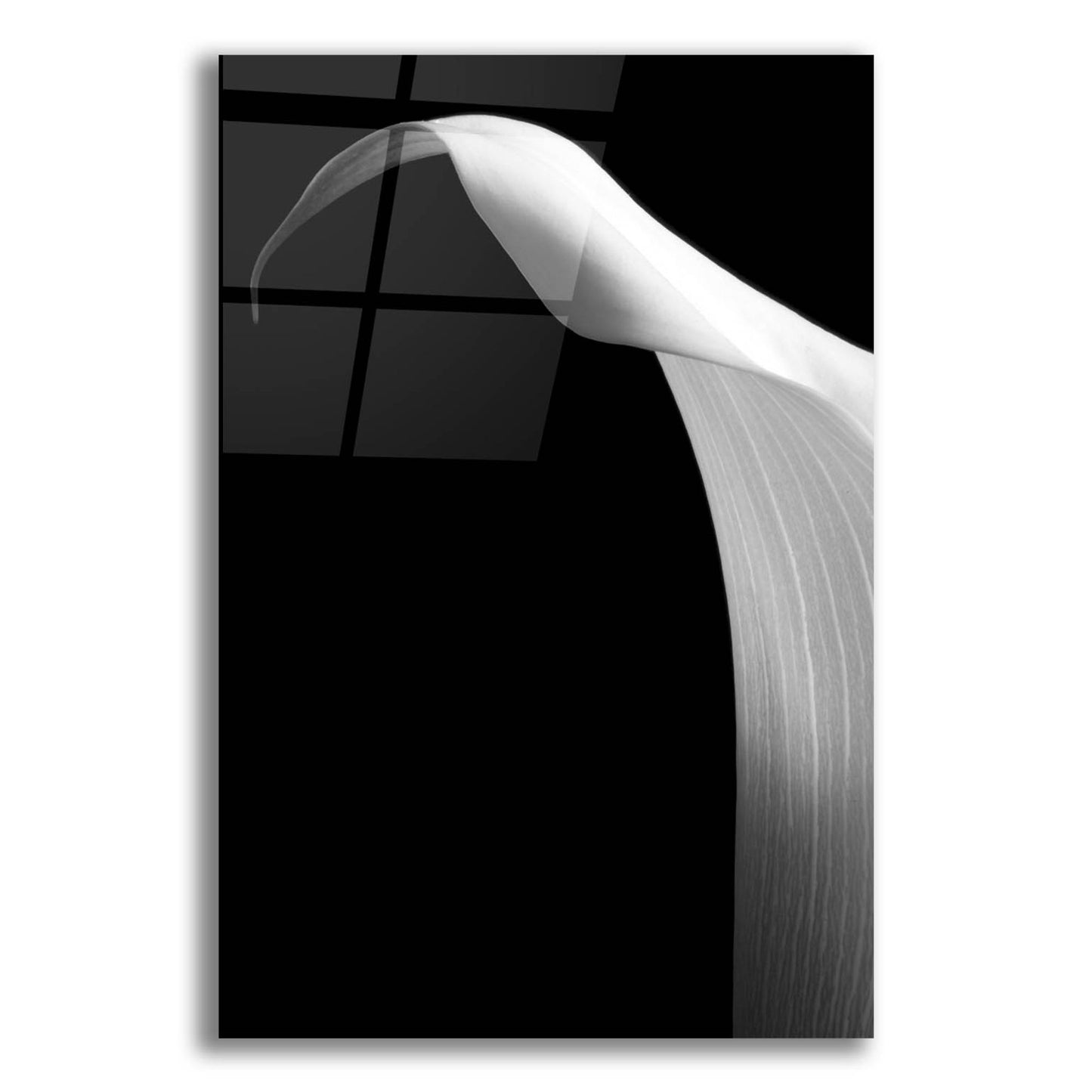 Epic Art 'Lily on Black 01' by Tom Quartermaine, Acrylic Glass Wall Art