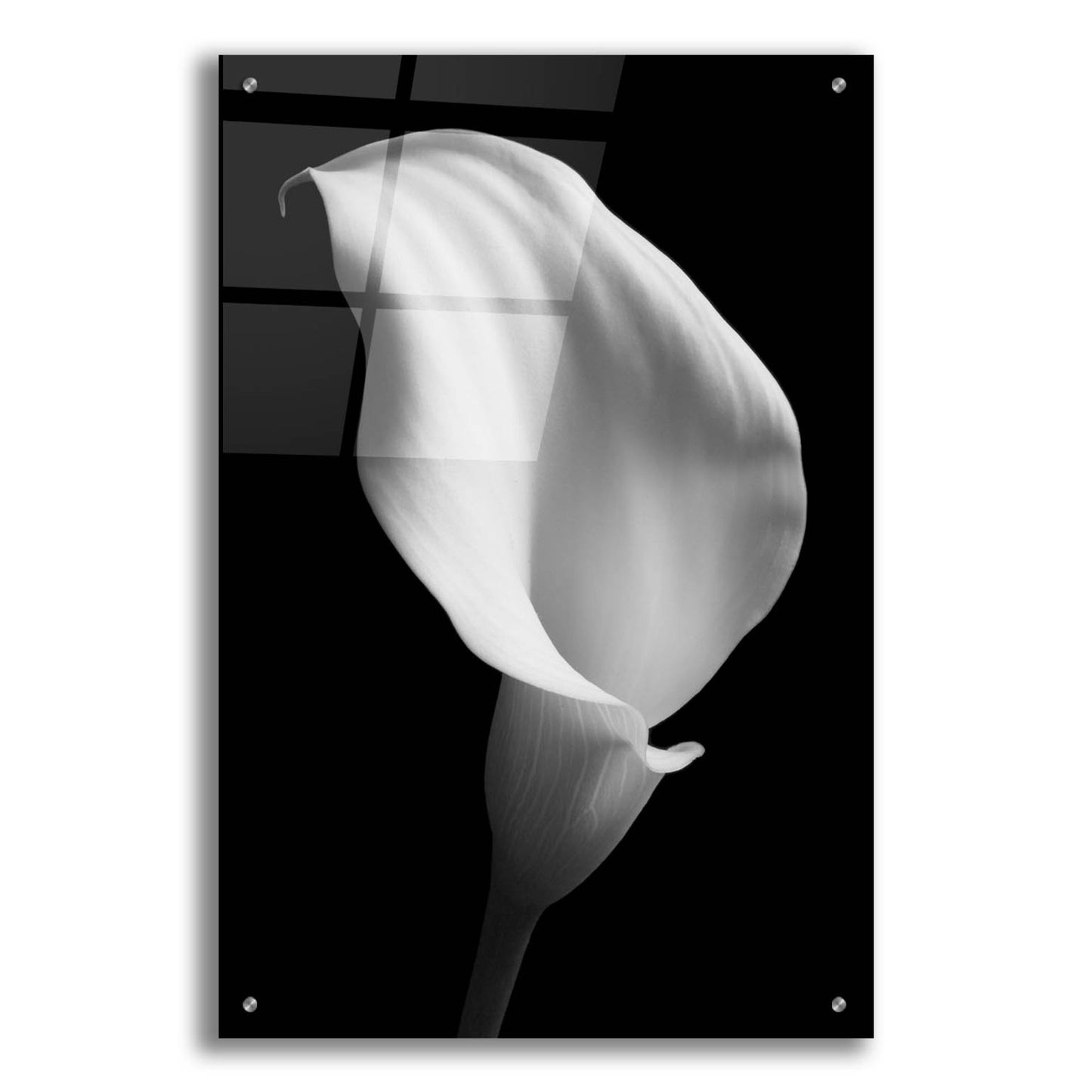 Epic Art 'Lily on Black 02' by Tom Quartermaine, Acrylic Glass Wall Art