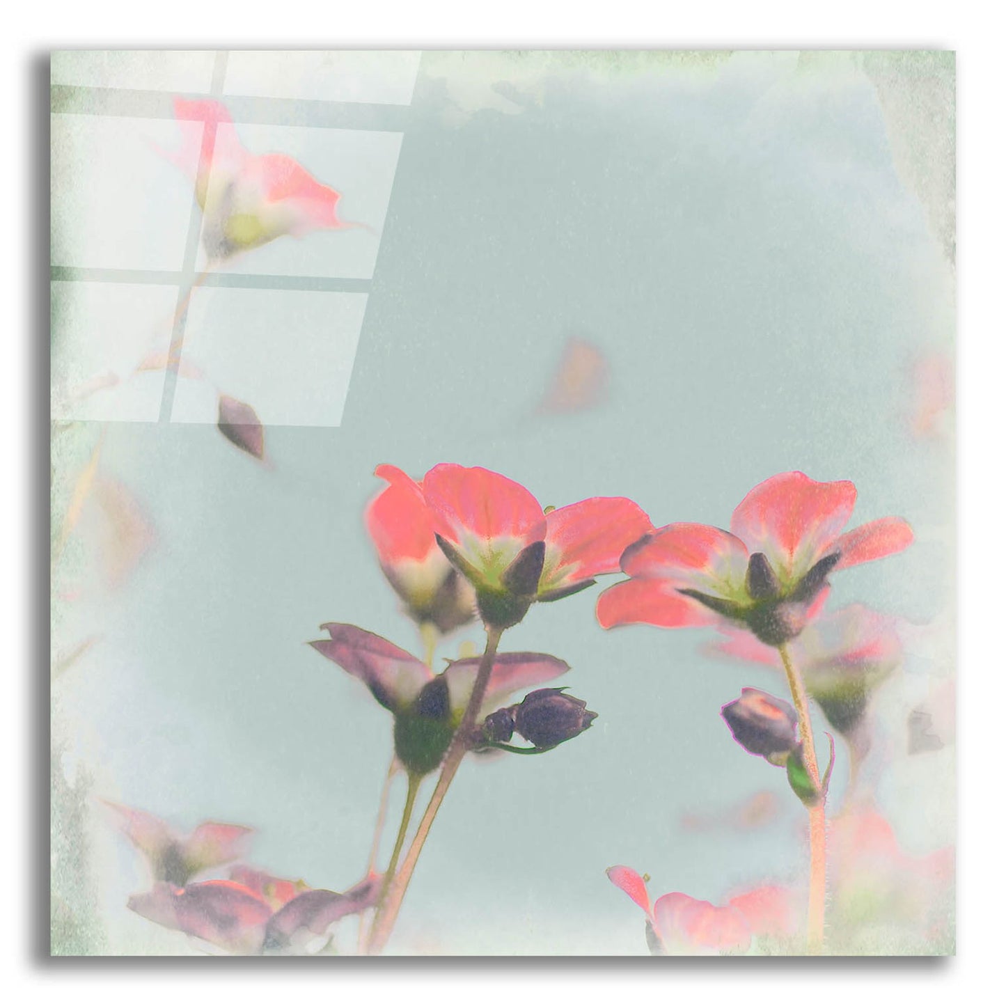 Epic Art 'Little Pink Flowers on Blue' by Tom Quartermaine, Acrylic Glass Wall Art