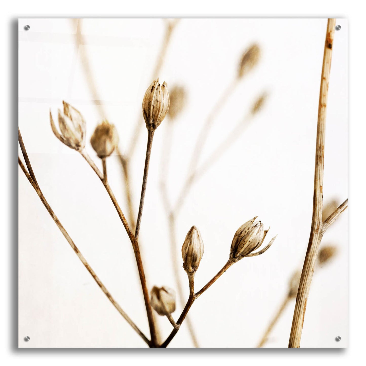 Epic Art 'Little Sepia Flowers' by Tom Quartermaine, Acrylic Glass Wall Art