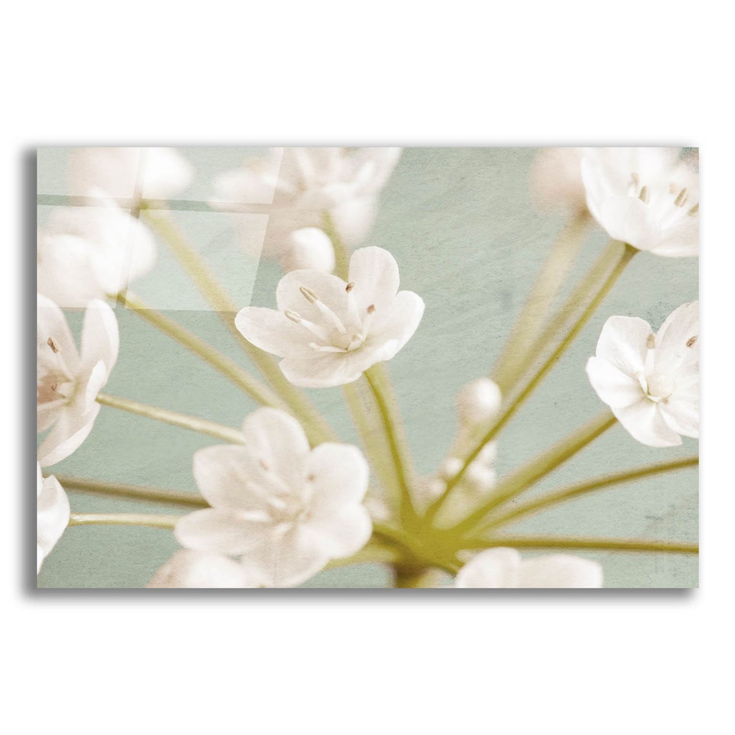 Epic Art 'Little White Flowers on Blue' by Tom Quartermaine, Acrylic Glass Wall Art