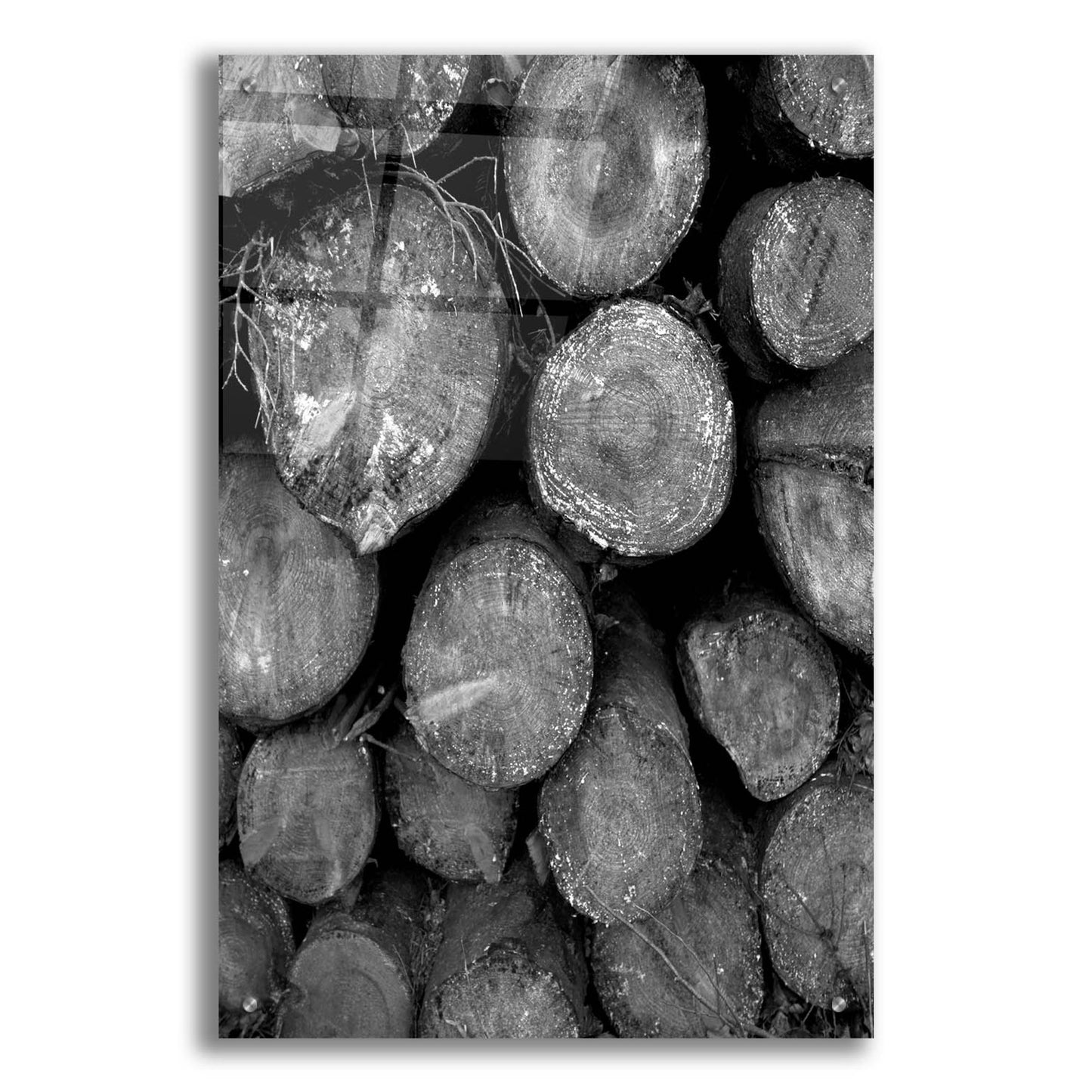 Epic Art 'Logs BW' by Tom Quartermaine, Acrylic Glass Wall Art