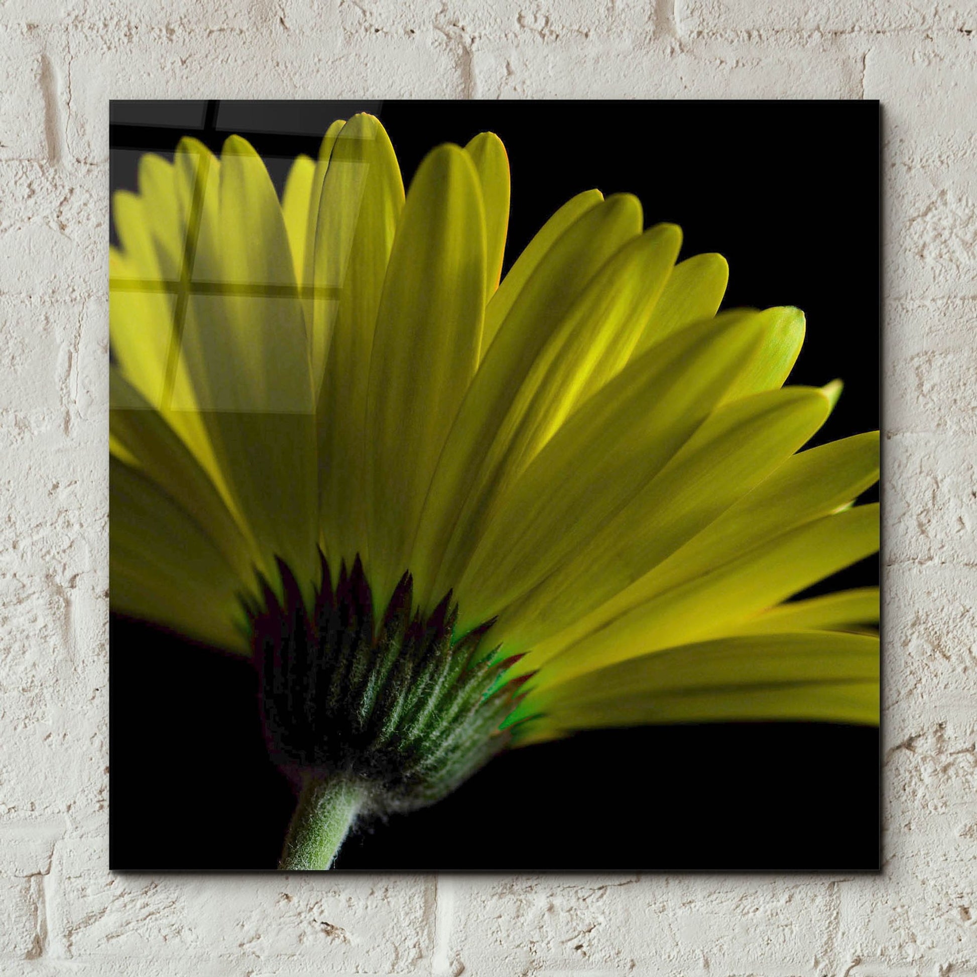 Epic Art 'Mustard Gerbera on Black' by Tom Quartermaine, Acrylic Glass Wall Art,12x12