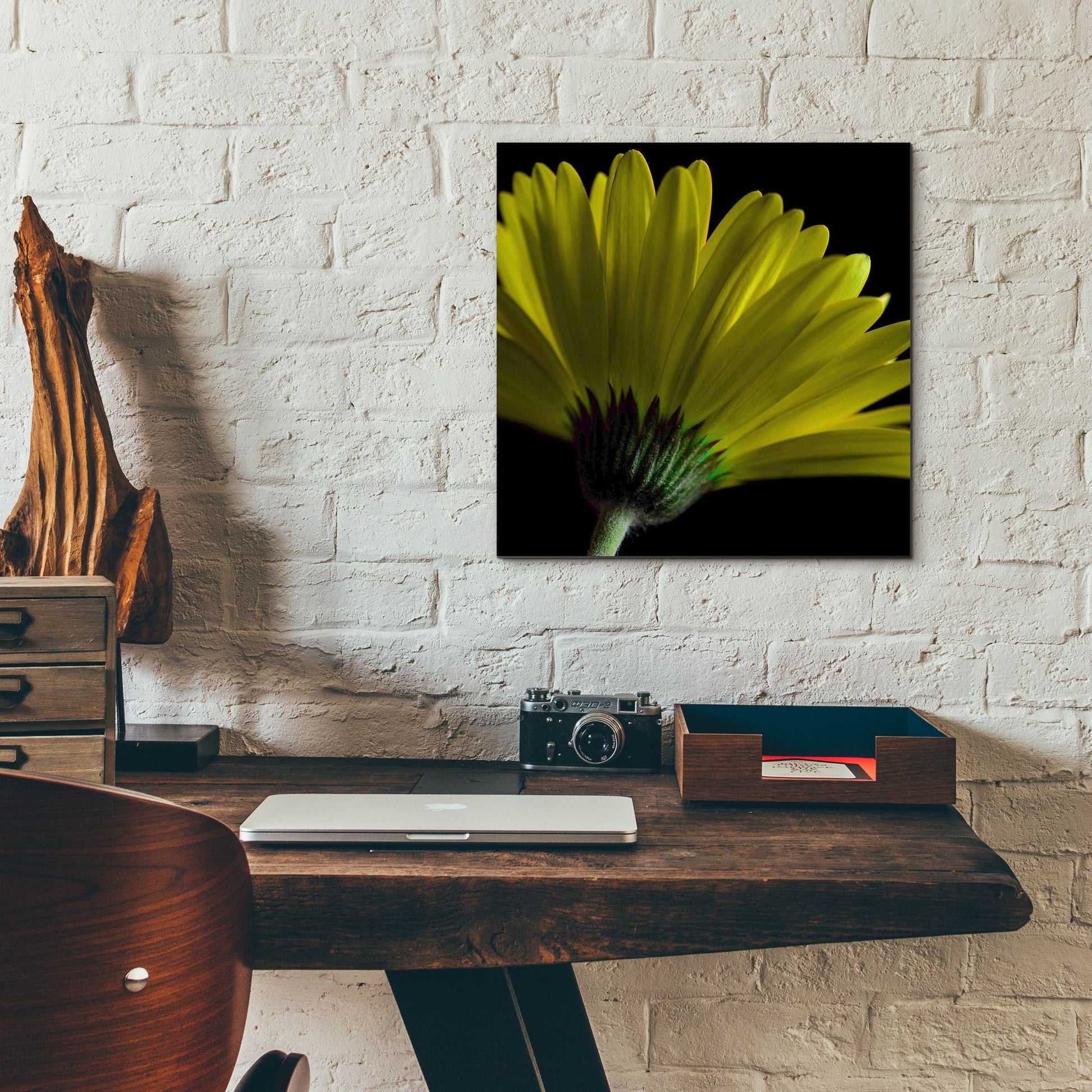 Epic Art 'Mustard Gerbera on Black' by Tom Quartermaine, Acrylic Glass Wall Art,12x12