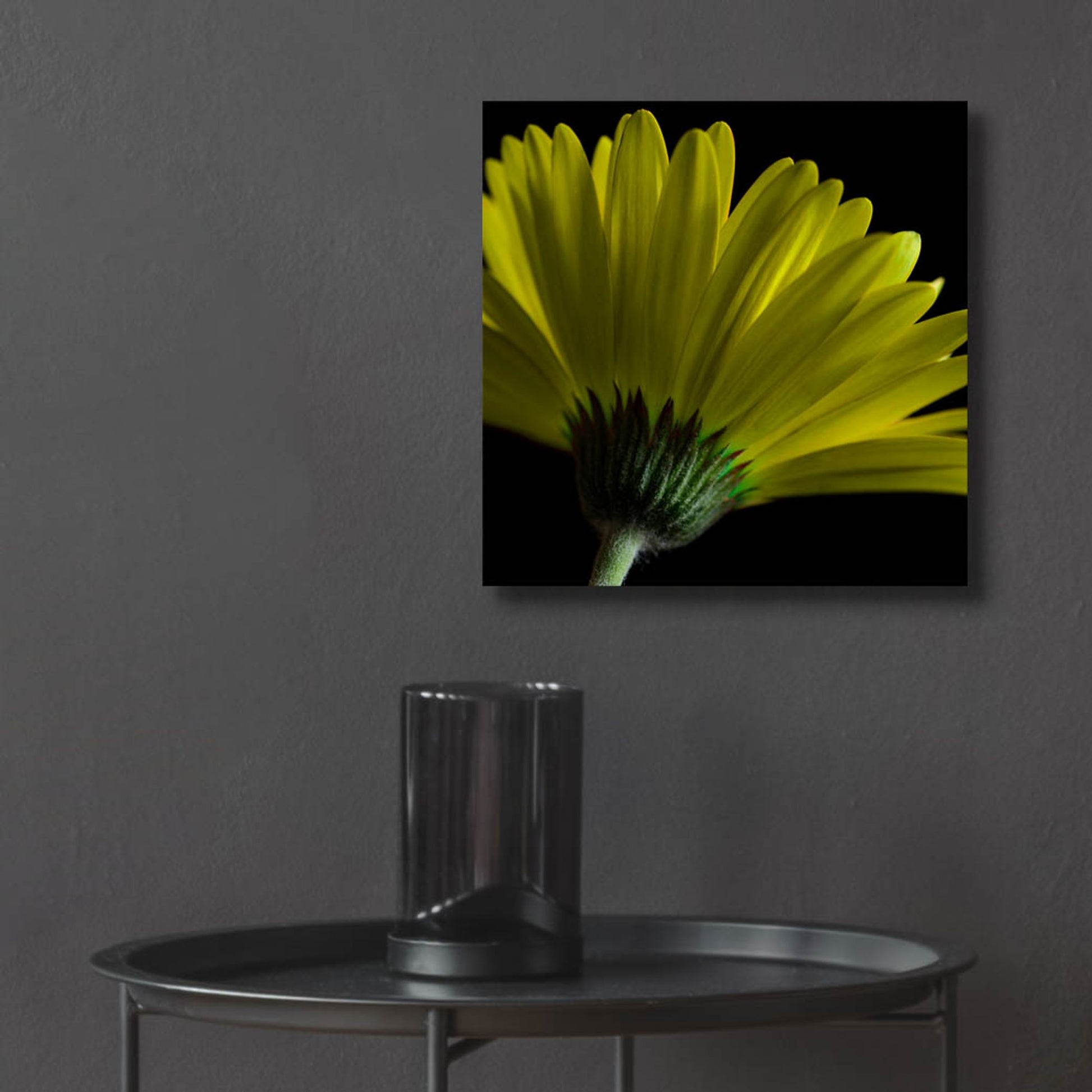 Epic Art 'Mustard Gerbera on Black' by Tom Quartermaine, Acrylic Glass Wall Art,12x12