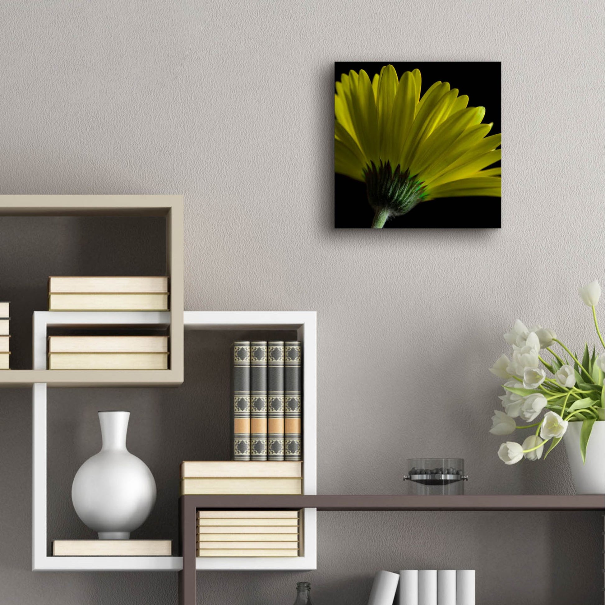 Epic Art 'Mustard Gerbera on Black' by Tom Quartermaine, Acrylic Glass Wall Art,12x12