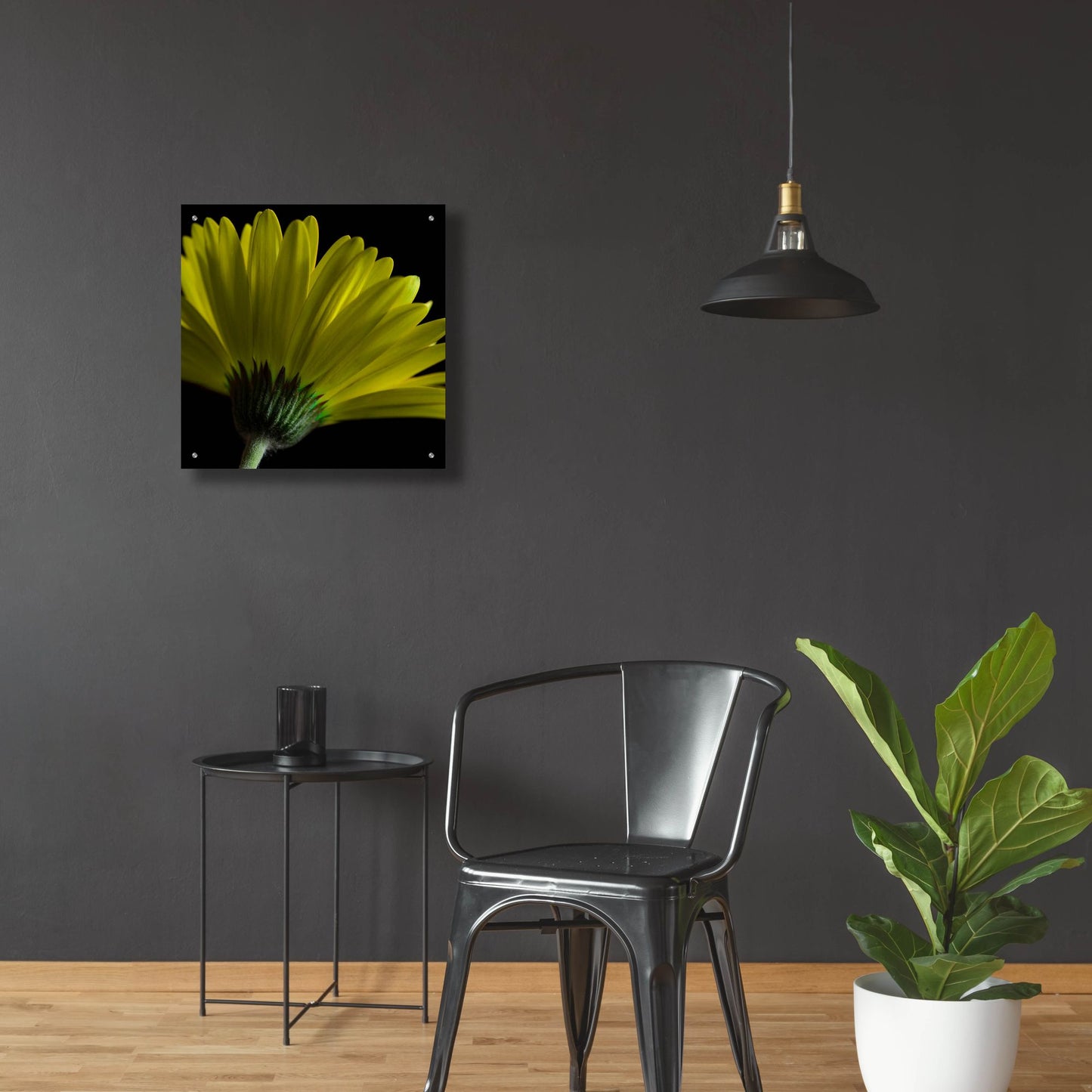 Epic Art 'Mustard Gerbera on Black' by Tom Quartermaine, Acrylic Glass Wall Art,24x24