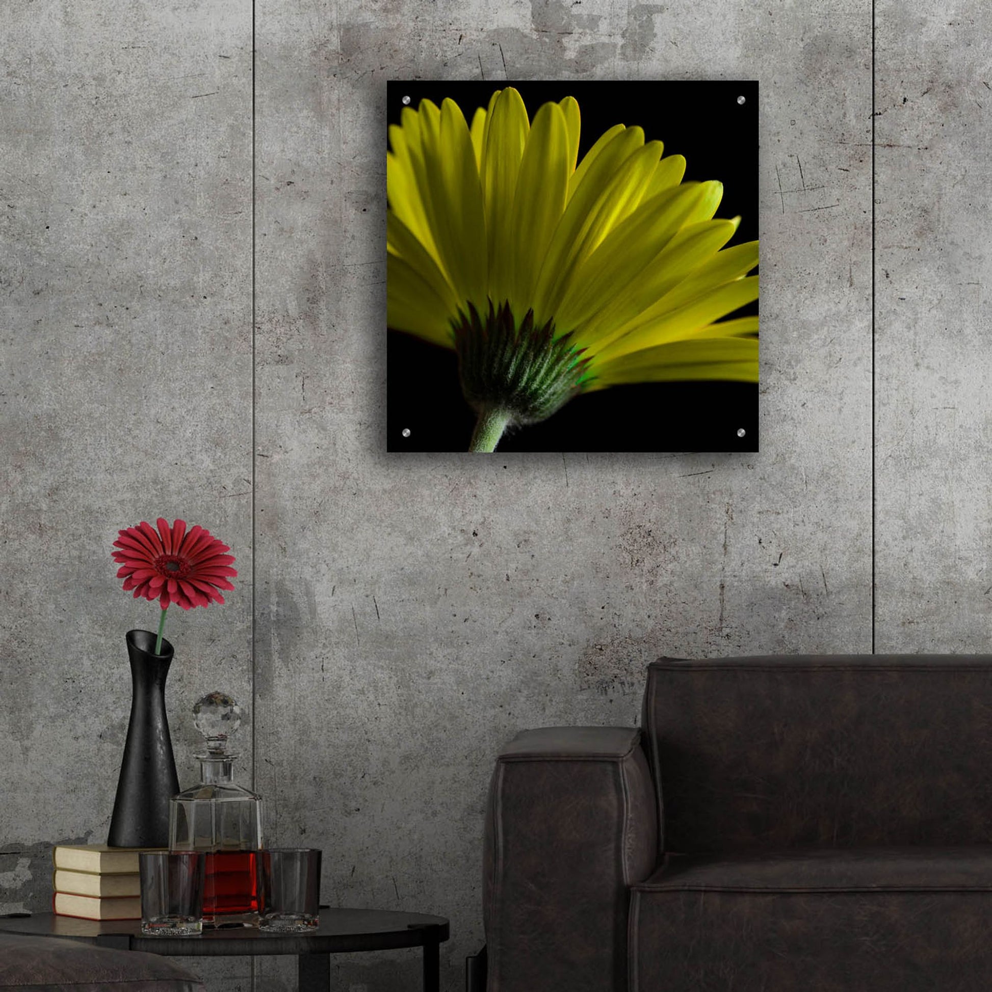 Epic Art 'Mustard Gerbera on Black' by Tom Quartermaine, Acrylic Glass Wall Art,24x24