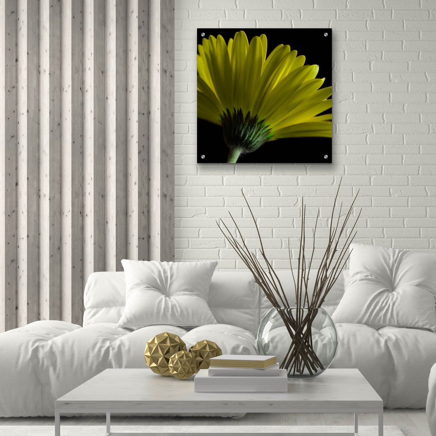 Epic Art 'Mustard Gerbera on Black' by Tom Quartermaine, Acrylic Glass Wall Art,24x24