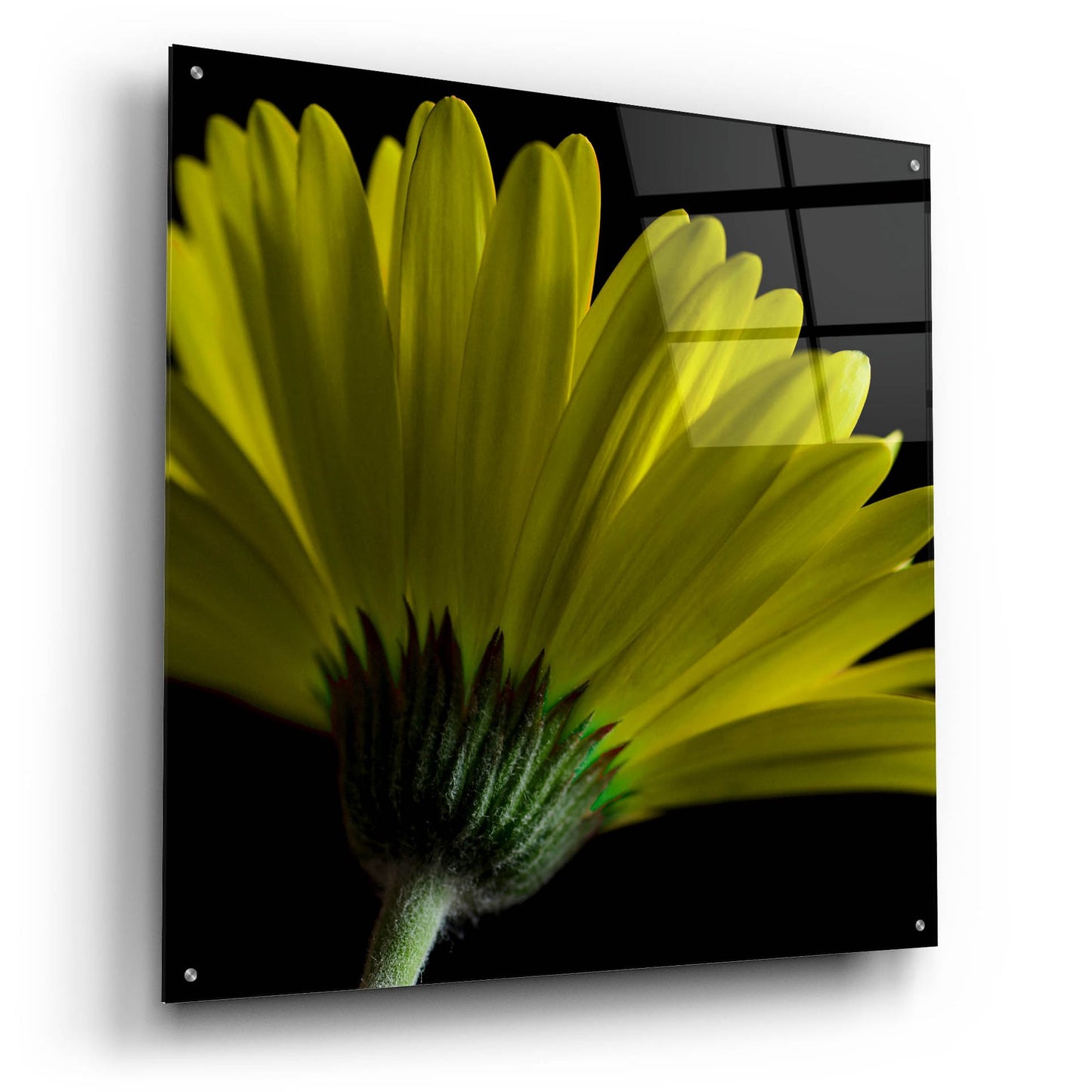 Epic Art 'Mustard Gerbera on Black' by Tom Quartermaine, Acrylic Glass Wall Art,36x36