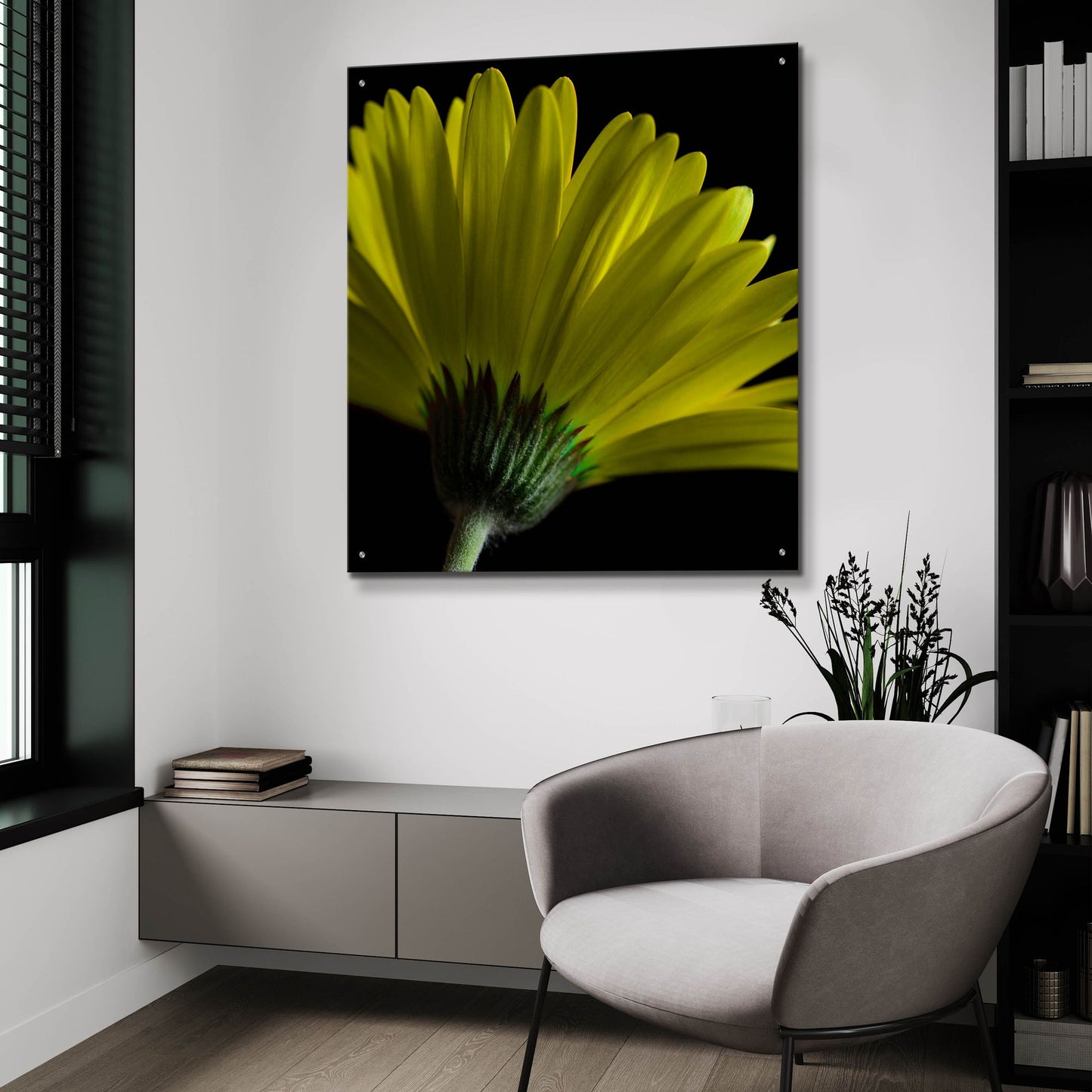 Epic Art 'Mustard Gerbera on Black' by Tom Quartermaine, Acrylic Glass Wall Art,36x36