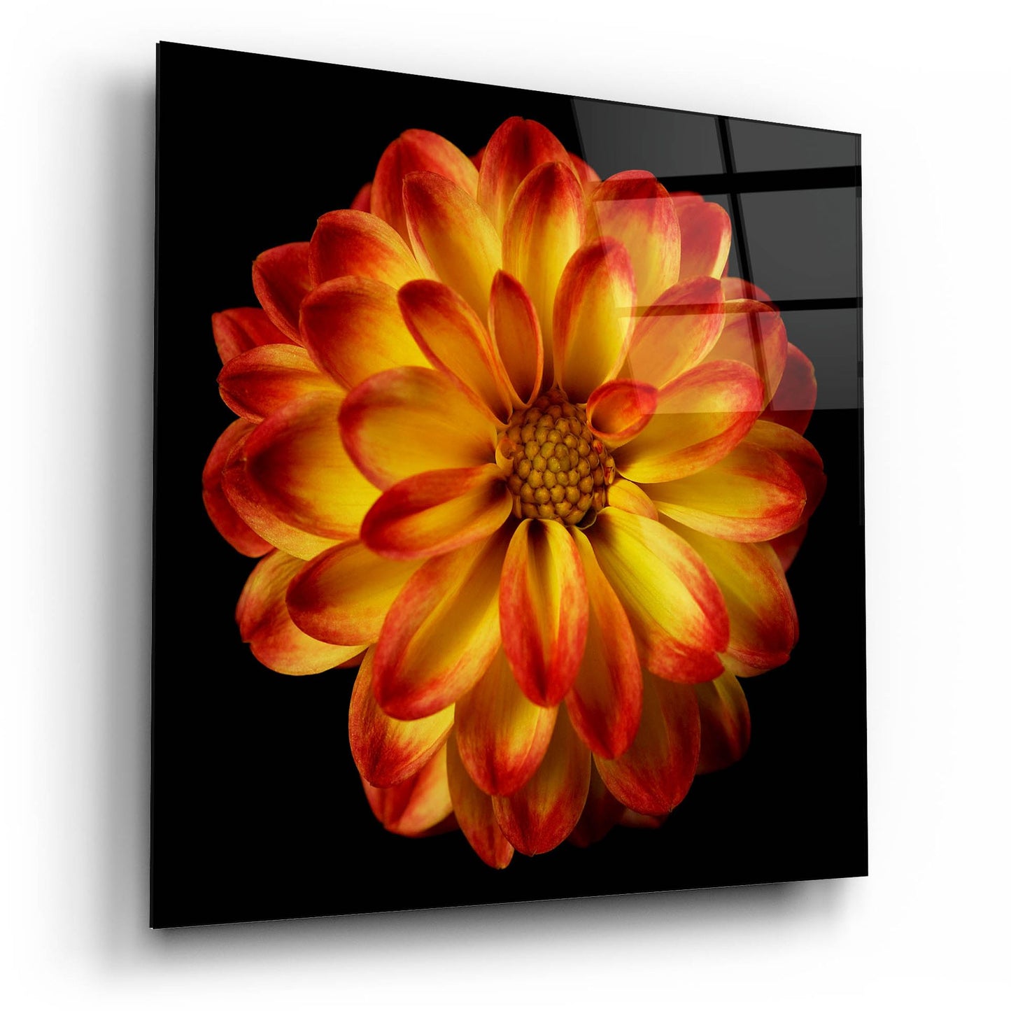 Epic Art 'Orange Dahlia on Black 01' by Tom Quartermaine, Acrylic Glass Wall Art,12x12