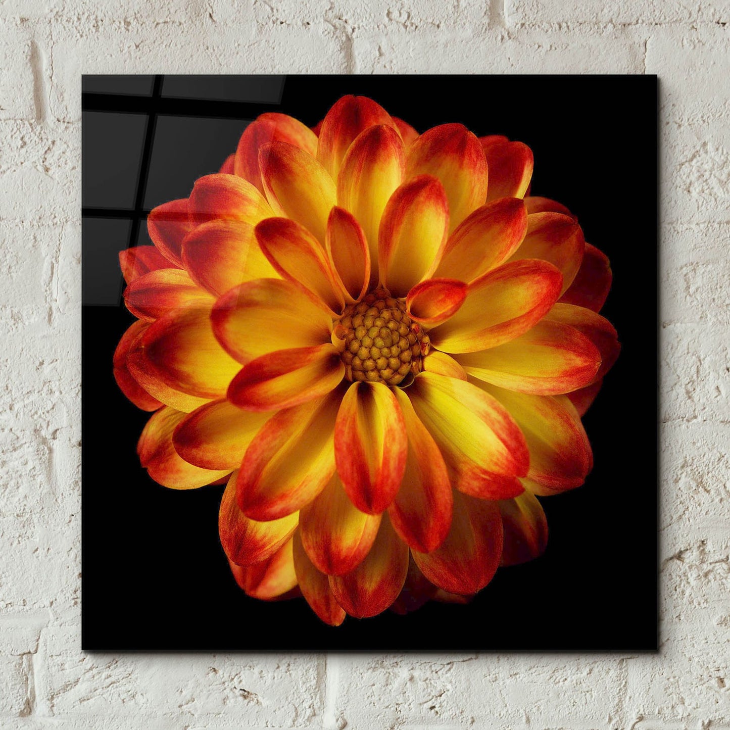 Epic Art 'Orange Dahlia on Black 01' by Tom Quartermaine, Acrylic Glass Wall Art,12x12