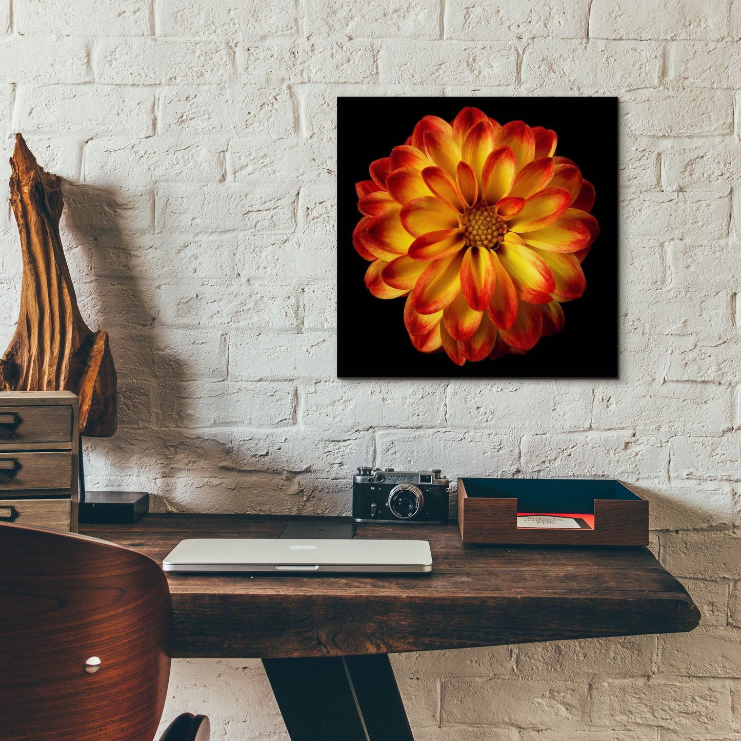 Epic Art 'Orange Dahlia on Black 01' by Tom Quartermaine, Acrylic Glass Wall Art,12x12