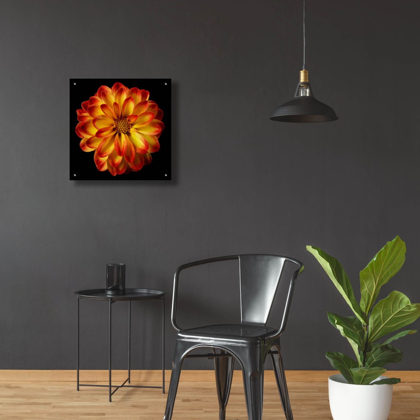 Epic Art 'Orange Dahlia on Black 01' by Tom Quartermaine, Acrylic Glass Wall Art,24x24