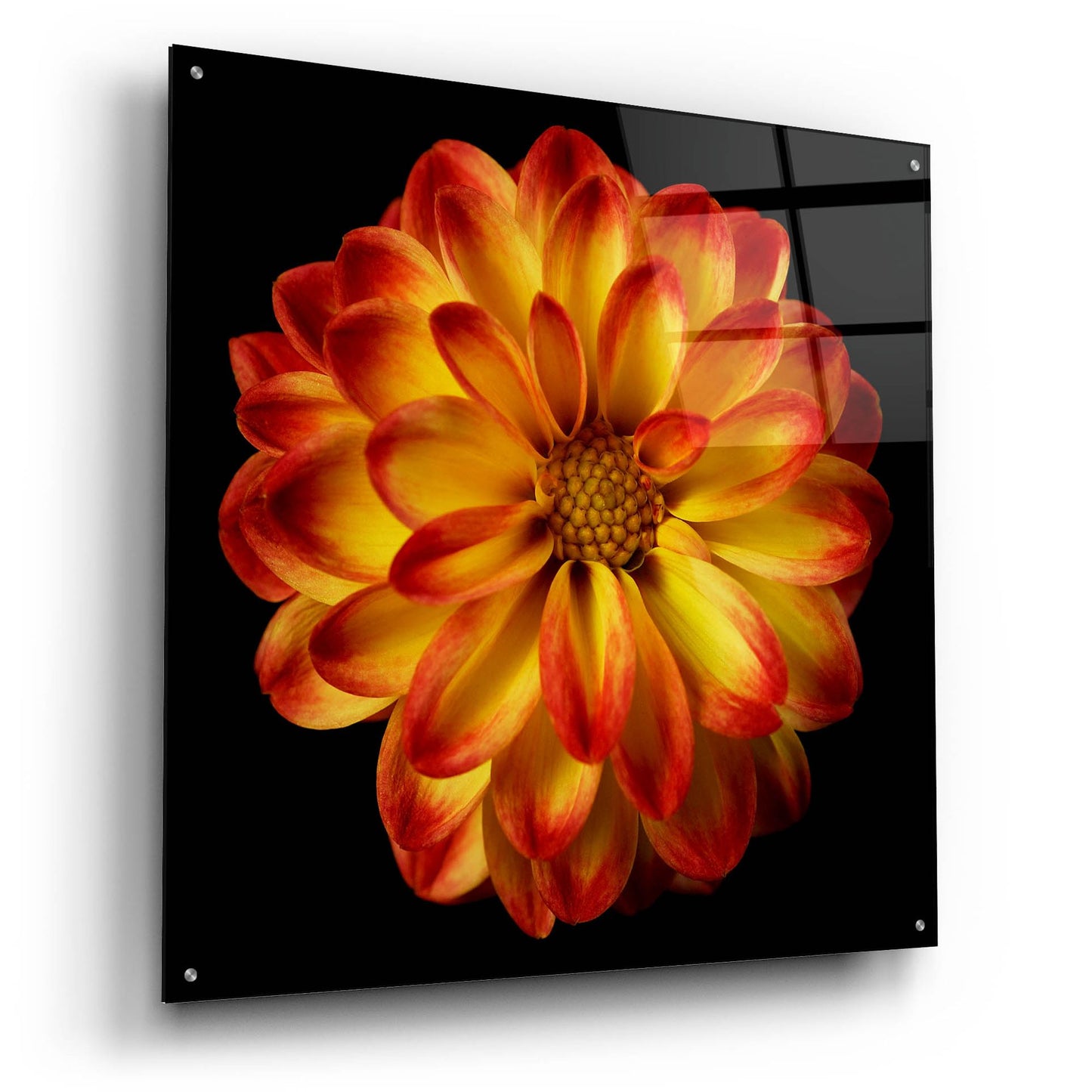 Epic Art 'Orange Dahlia on Black 01' by Tom Quartermaine, Acrylic Glass Wall Art,36x36