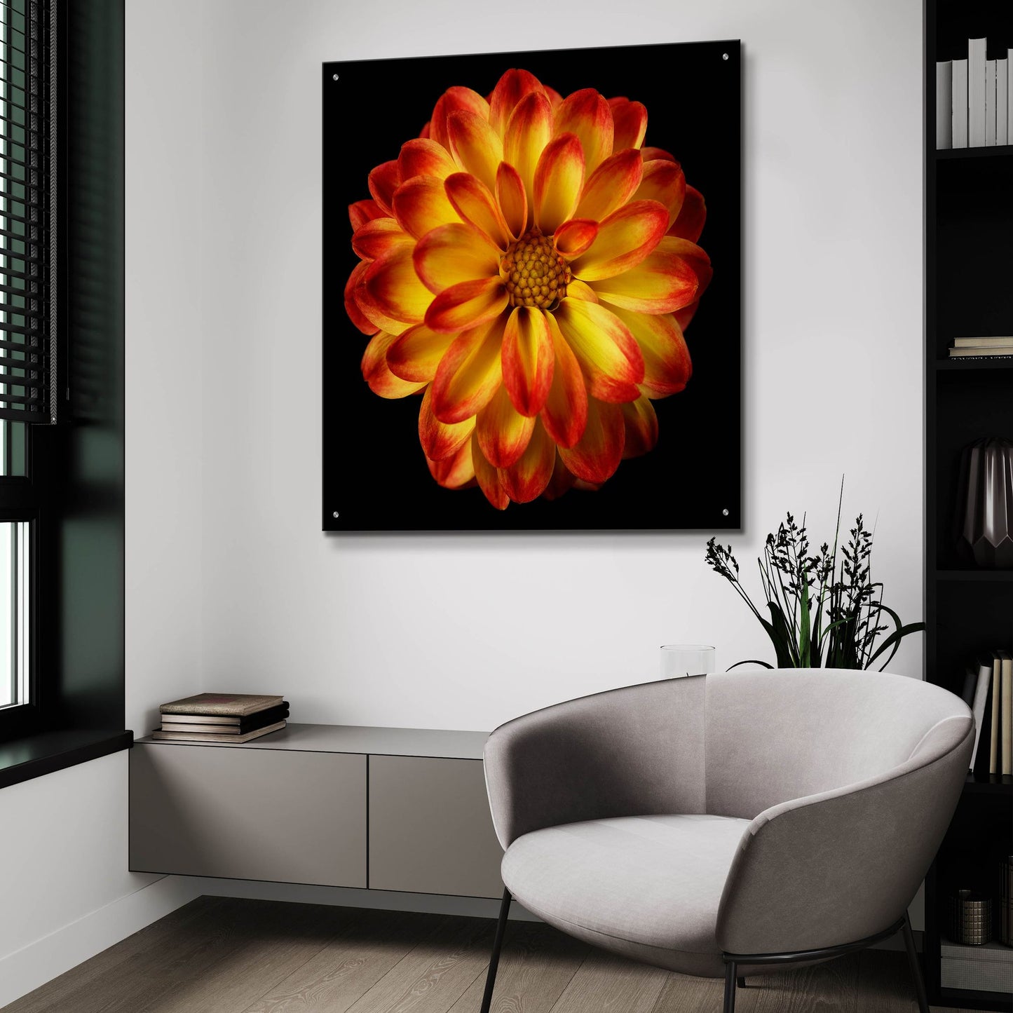 Epic Art 'Orange Dahlia on Black 01' by Tom Quartermaine, Acrylic Glass Wall Art,36x36