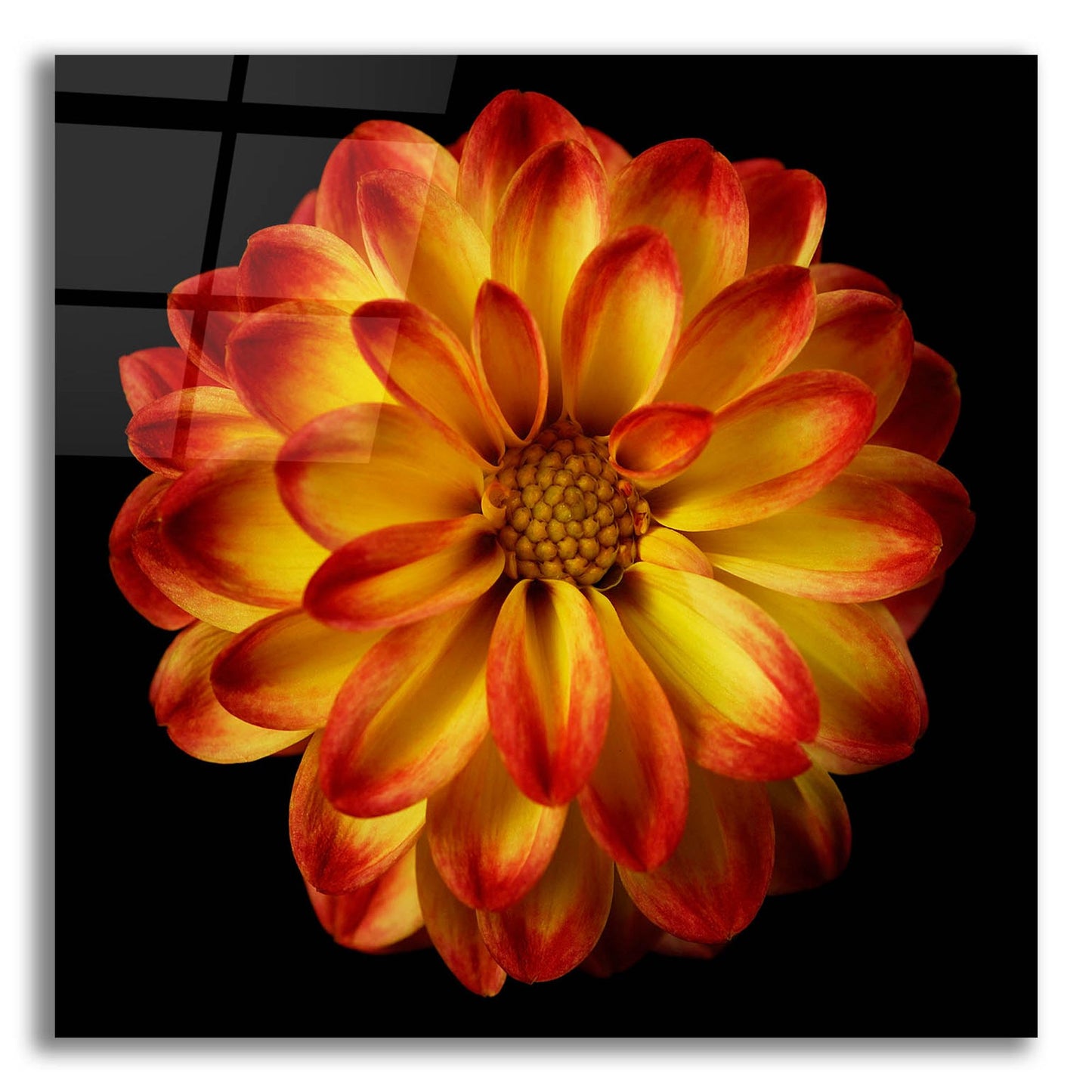 Epic Art 'Orange Dahlia on Black 01' by Tom Quartermaine, Acrylic Glass Wall Art