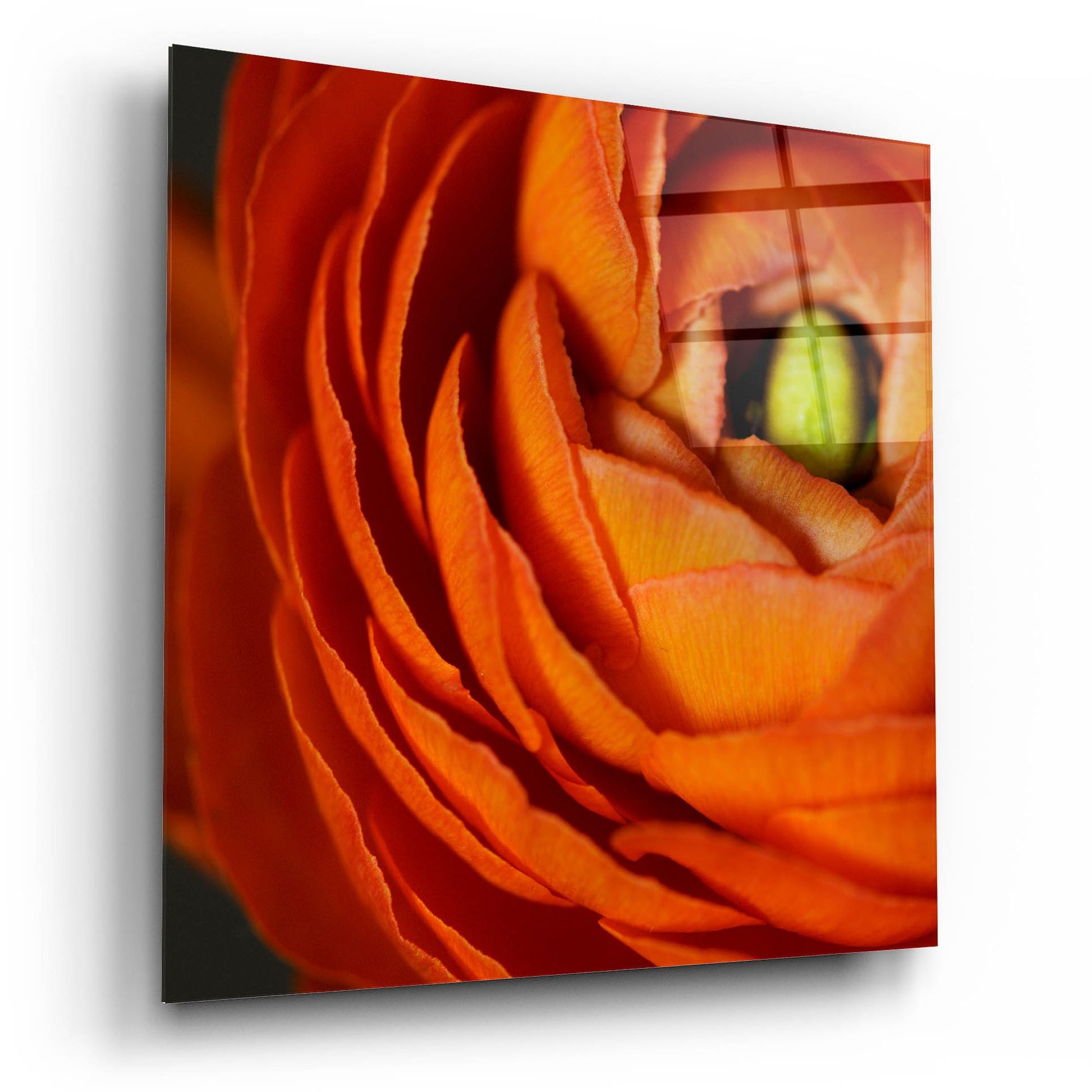 Epic Art 'Orange Flower Close up' by Tom Quartermaine, Acrylic Glass Wall Art,12x12