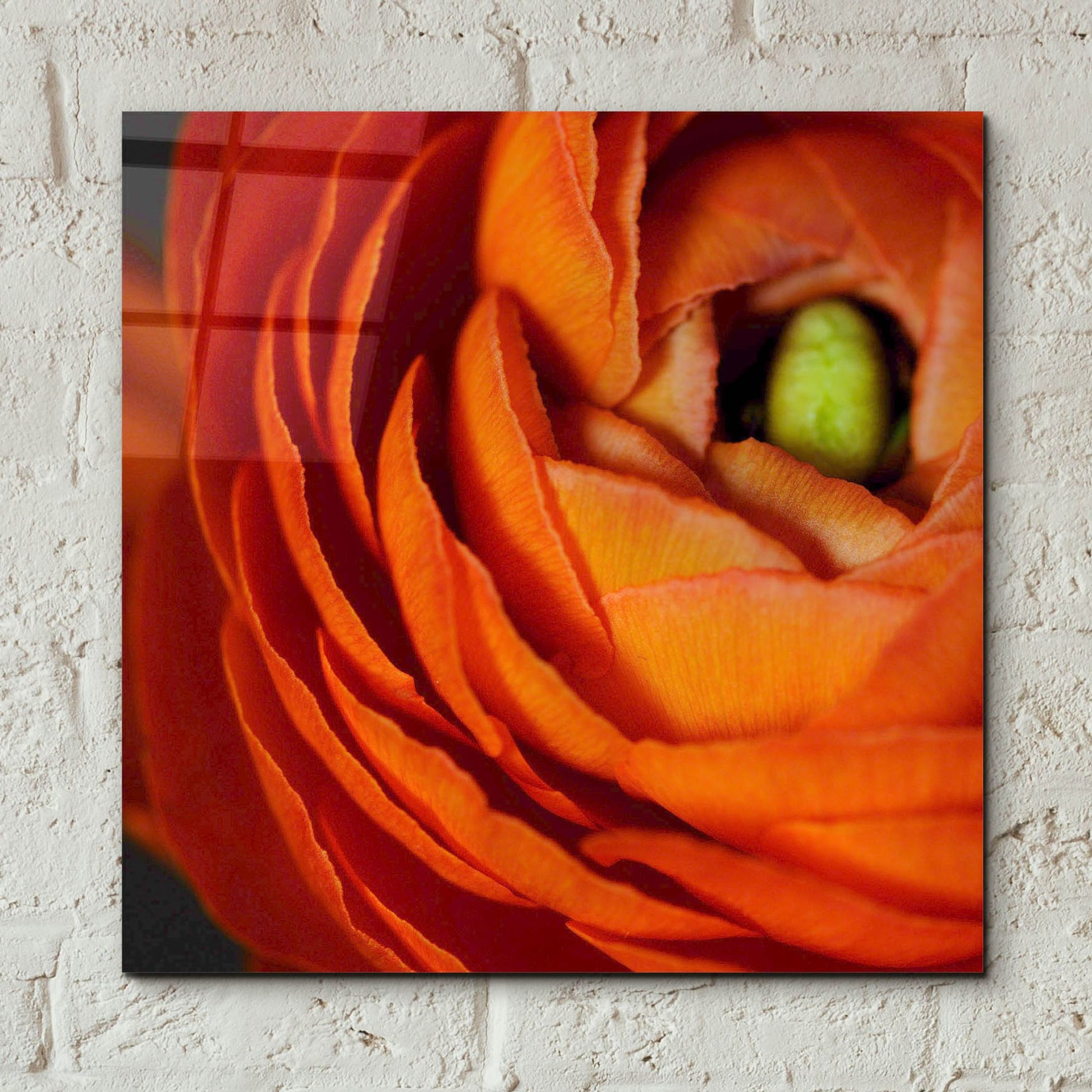 Epic Art 'Orange Flower Close up' by Tom Quartermaine, Acrylic Glass Wall Art,12x12