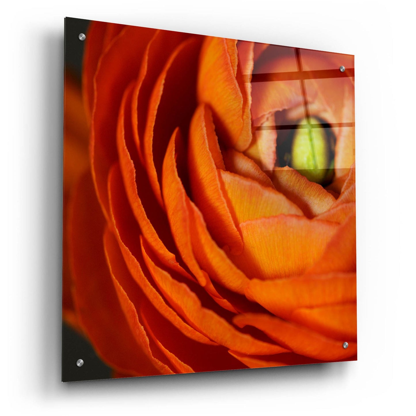 Epic Art 'Orange Flower Close up' by Tom Quartermaine, Acrylic Glass Wall Art,24x24