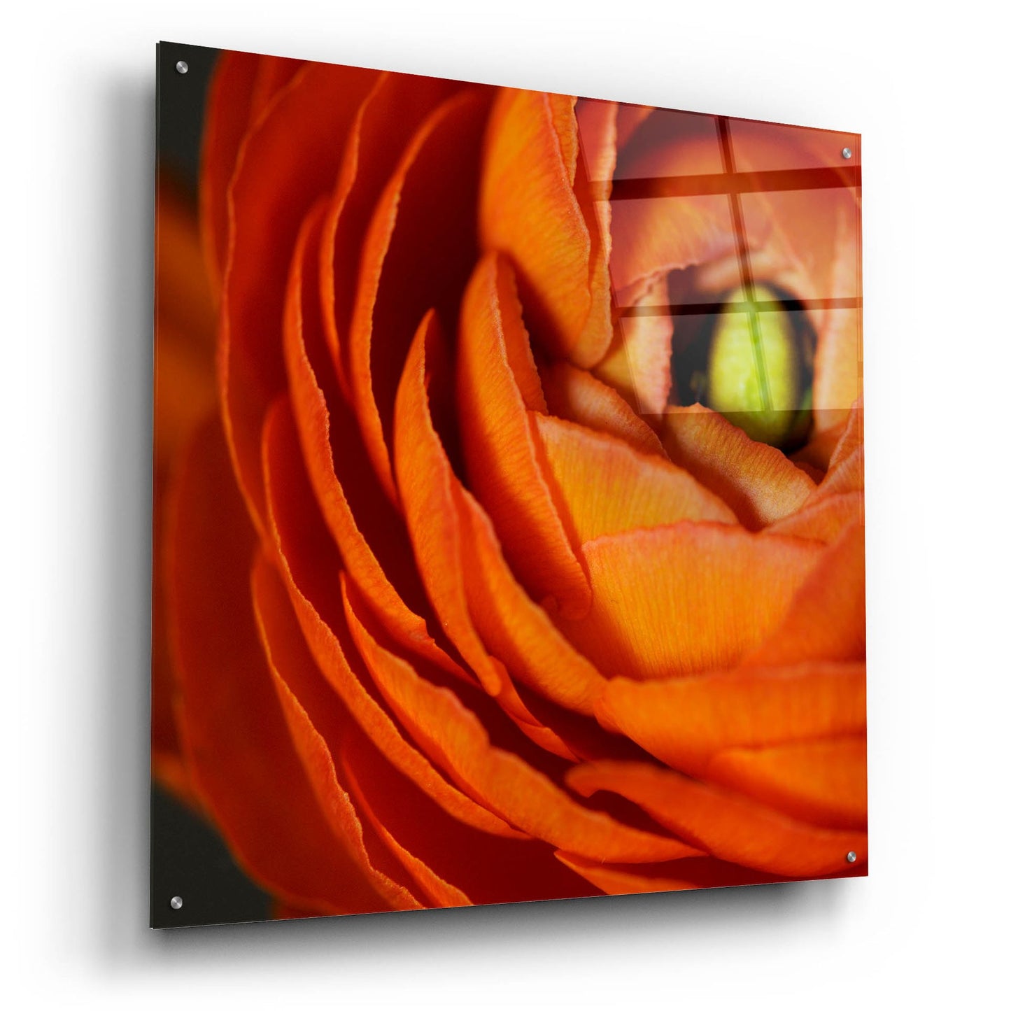 Epic Art 'Orange Flower Close up' by Tom Quartermaine, Acrylic Glass Wall Art,36x36