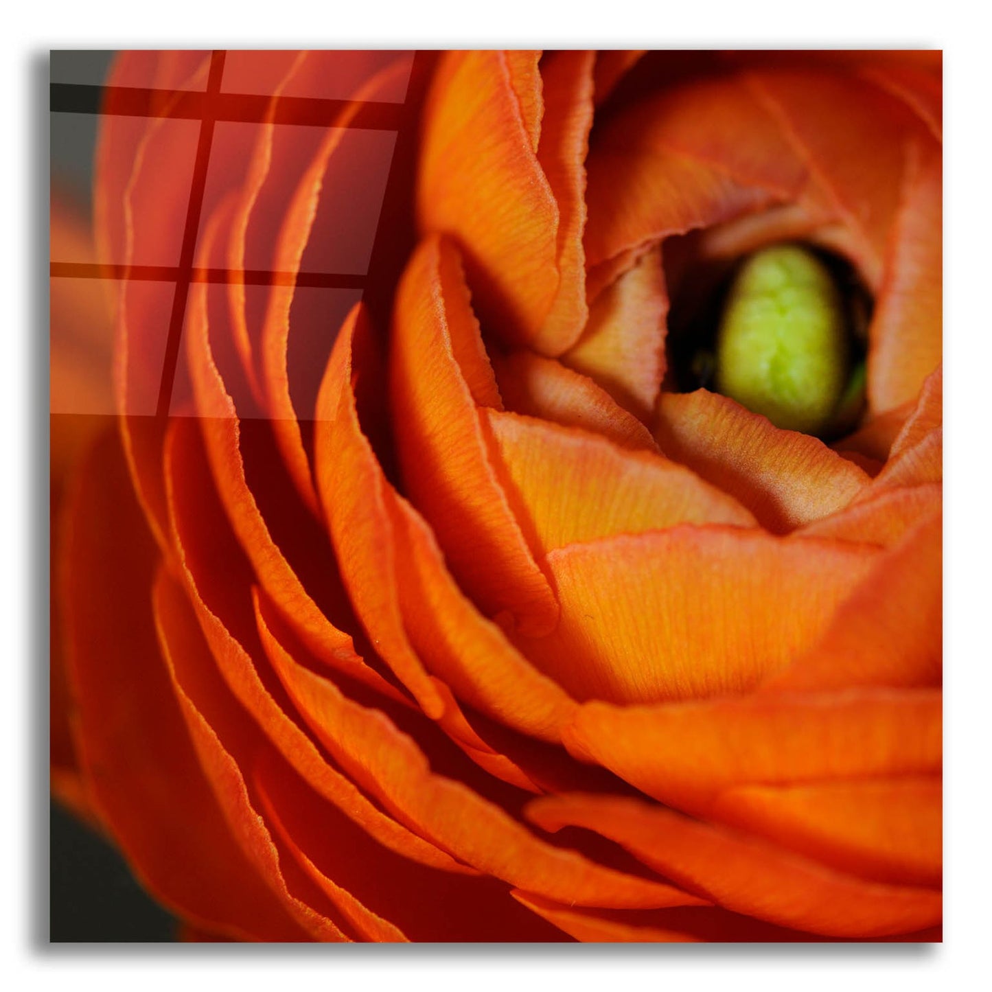 Epic Art 'Orange Flower Close up' by Tom Quartermaine, Acrylic Glass Wall Art