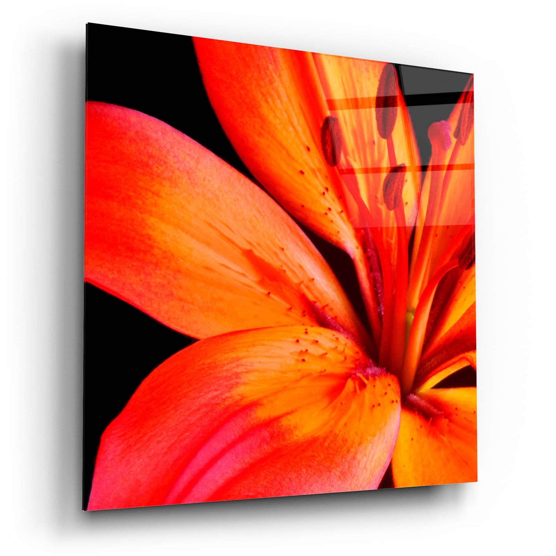 Epic Art 'Orange Flower on Black 02' by Tom Quartermaine, Acrylic Glass Wall Art,12x12