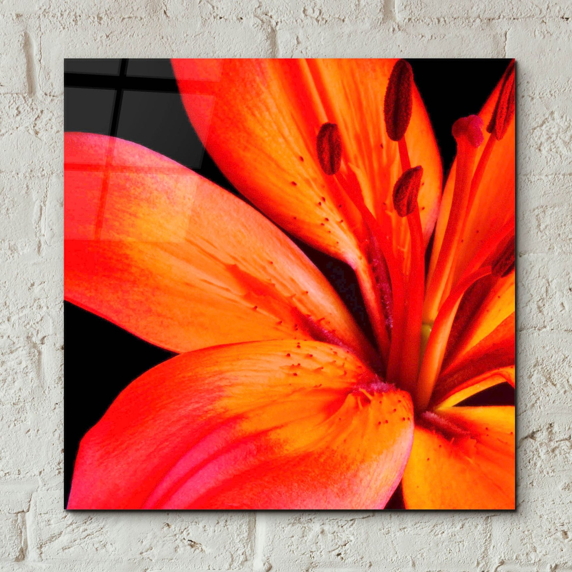 Epic Art 'Orange Flower on Black 02' by Tom Quartermaine, Acrylic Glass Wall Art,12x12