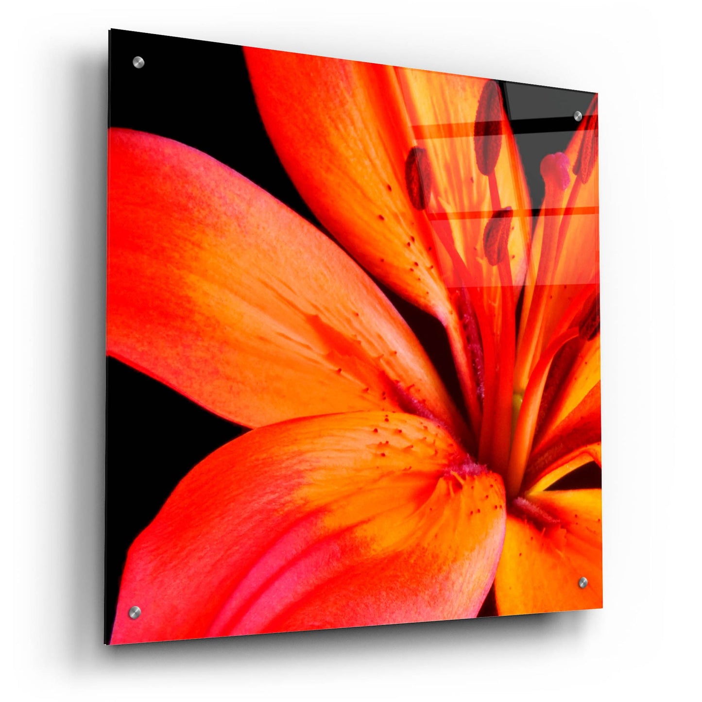 Epic Art 'Orange Flower on Black 02' by Tom Quartermaine, Acrylic Glass Wall Art,24x24