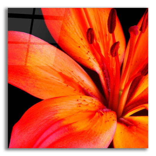 Epic Art 'Orange Flower on Black 02' by Tom Quartermaine, Acrylic Glass Wall Art