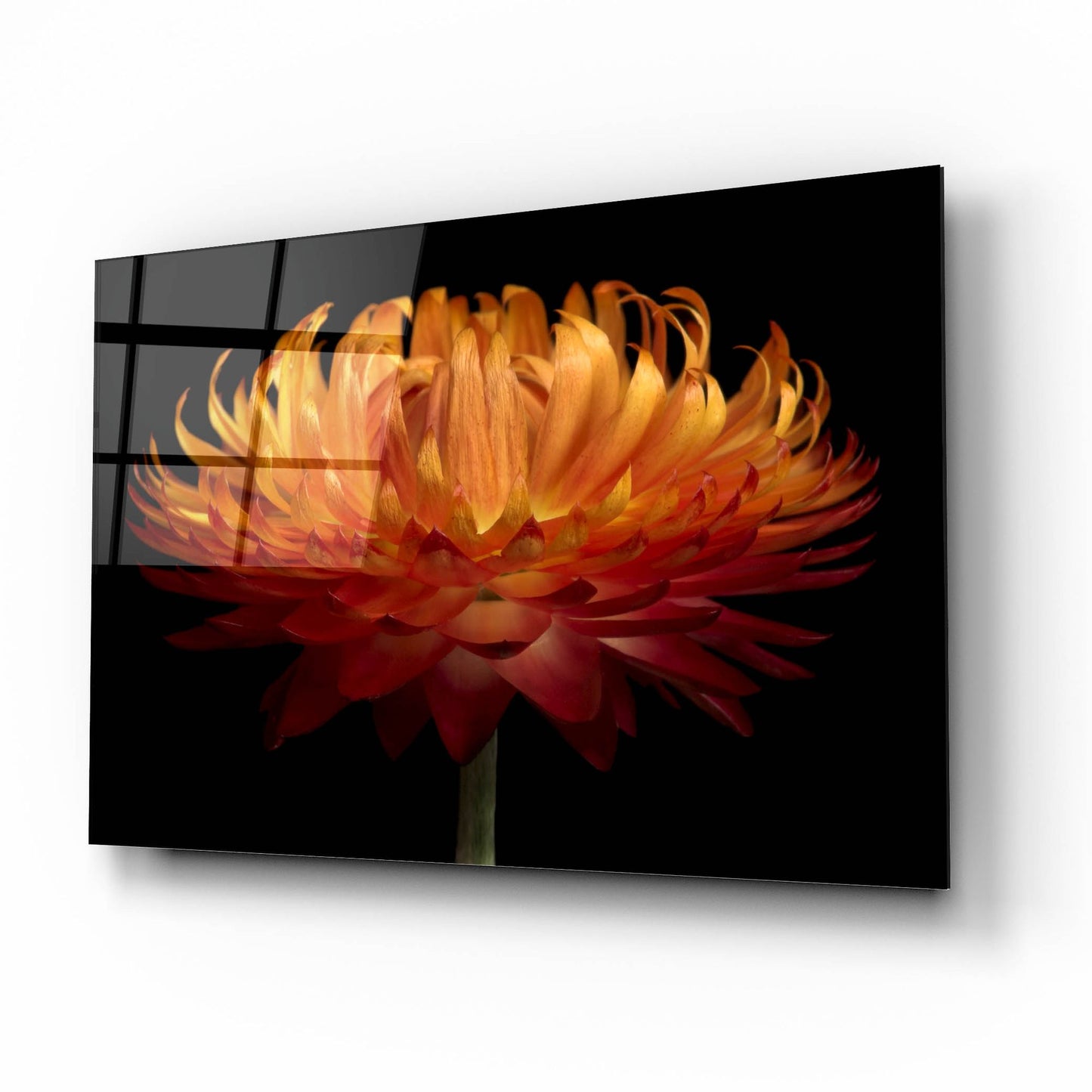 Epic Art 'Orange Flower on Black' by Tom Quartermaine, Acrylic Glass Wall Art,16x12