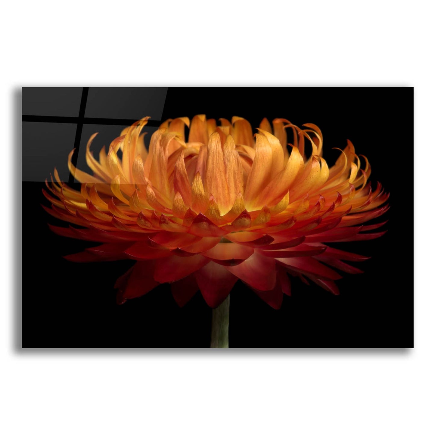 Epic Art 'Orange Flower on Black' by Tom Quartermaine, Acrylic Glass Wall Art,24x16