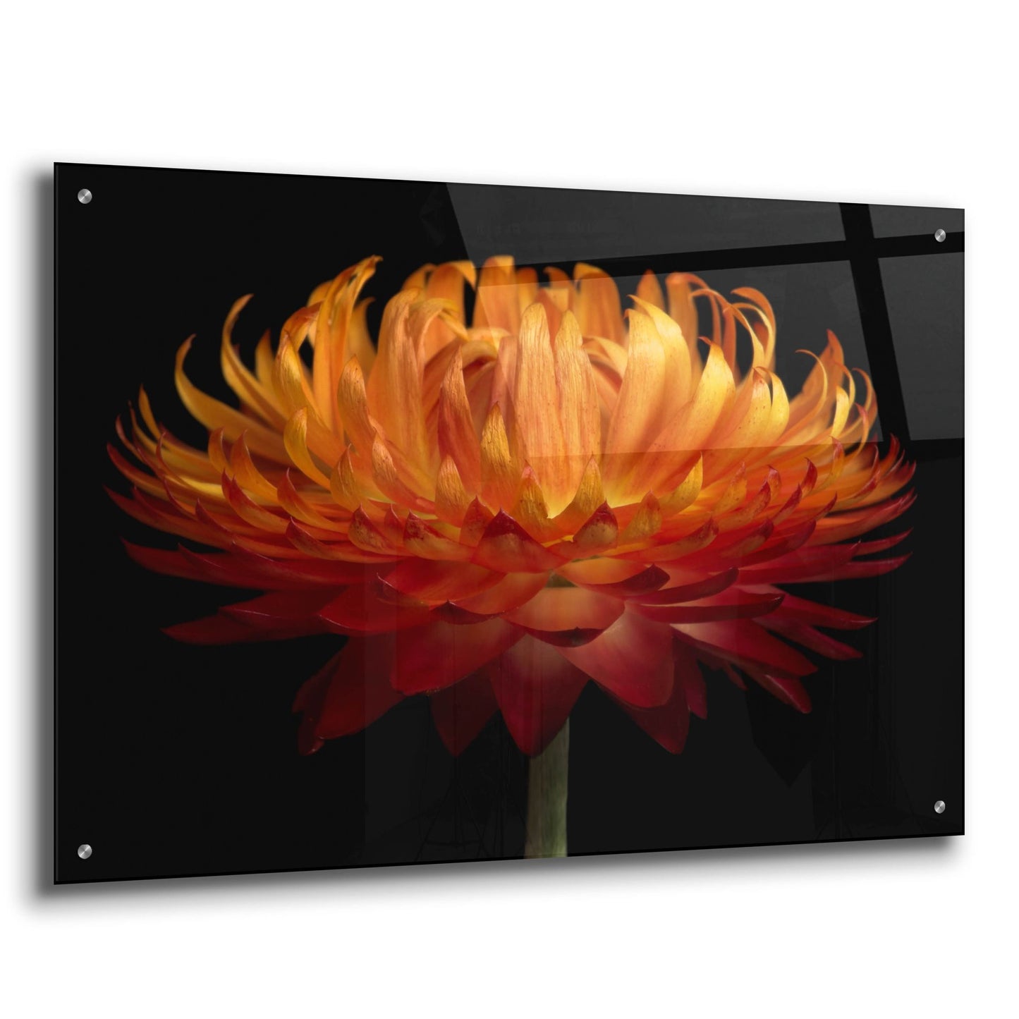 Epic Art 'Orange Flower on Black' by Tom Quartermaine, Acrylic Glass Wall Art,36x24