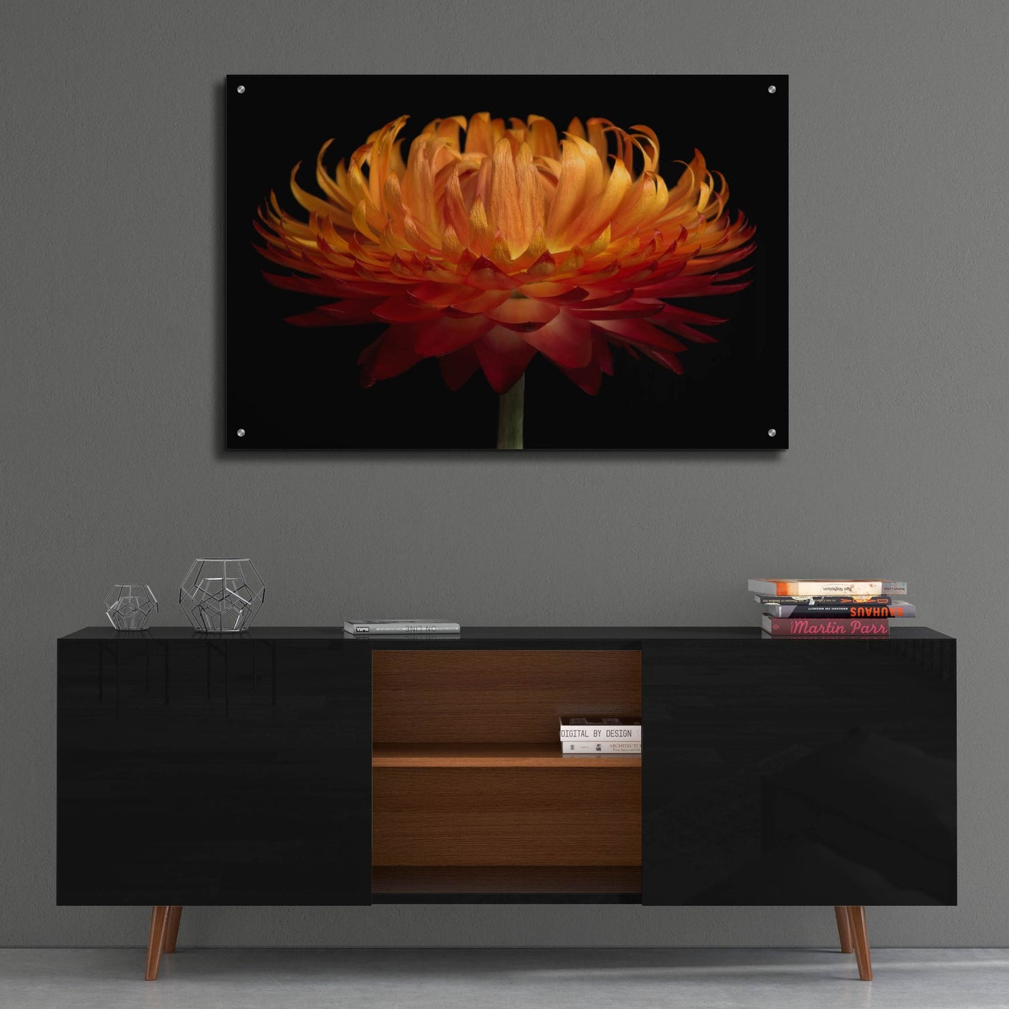 Epic Art 'Orange Flower on Black' by Tom Quartermaine, Acrylic Glass Wall Art,36x24