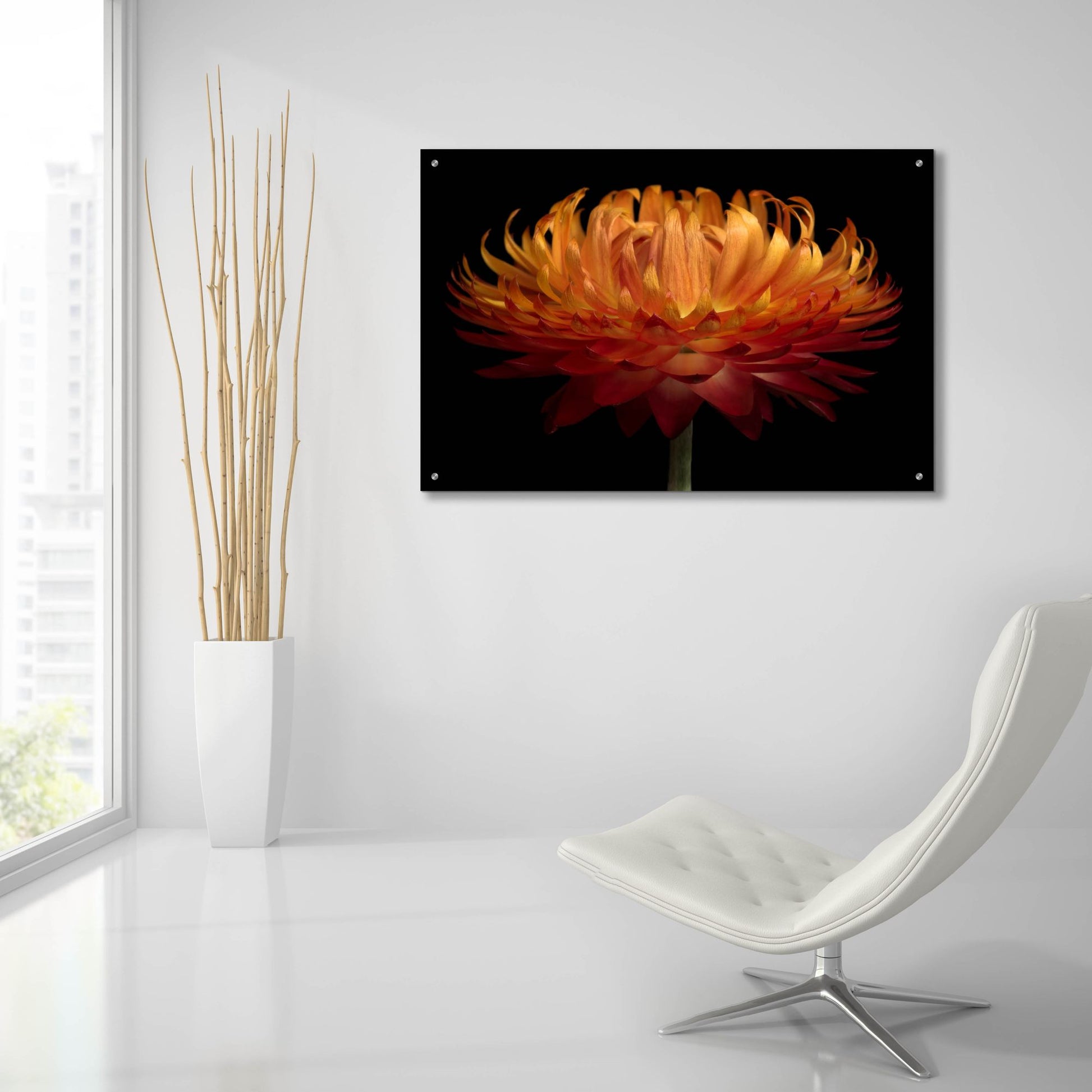 Epic Art 'Orange Flower on Black' by Tom Quartermaine, Acrylic Glass Wall Art,36x24