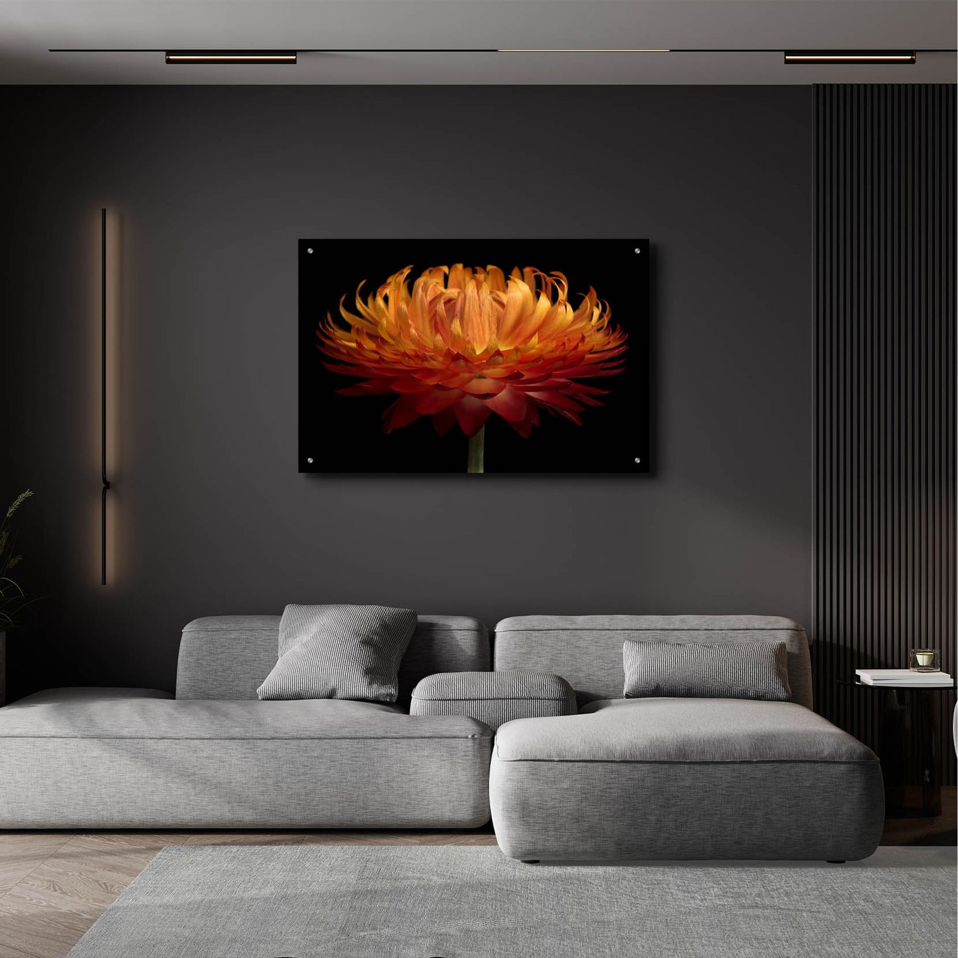 Epic Art 'Orange Flower on Black' by Tom Quartermaine, Acrylic Glass Wall Art,36x24