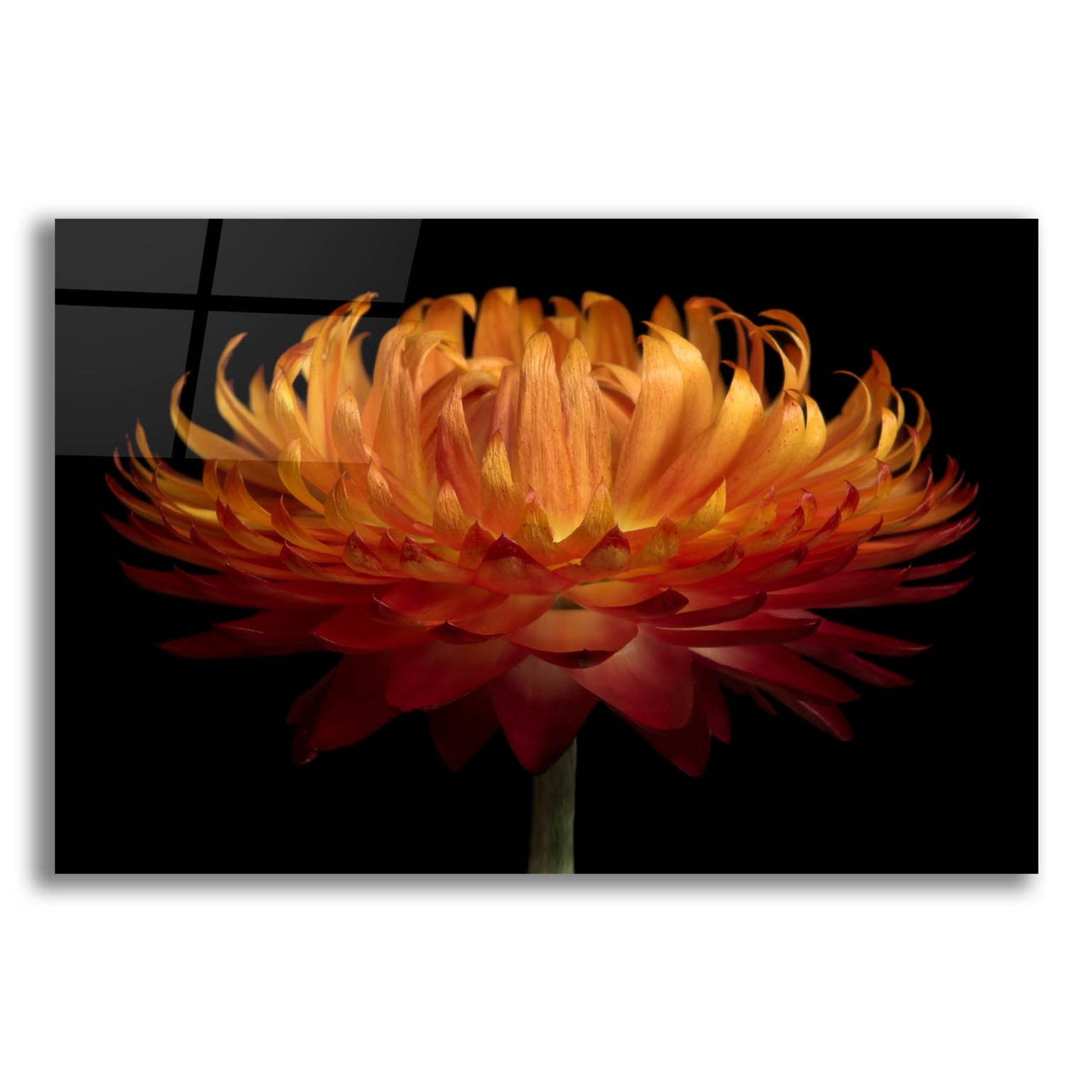 Epic Art 'Orange Flower on Black' by Tom Quartermaine, Acrylic Glass Wall Art