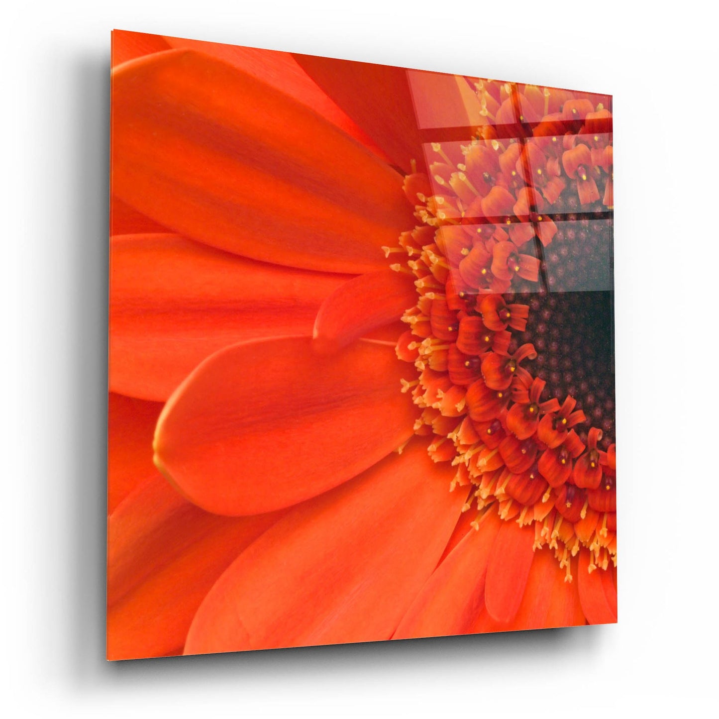 Epic Art 'Orange Gerbera Close up' by Tom Quartermaine, Acrylic Glass Wall Art,12x12