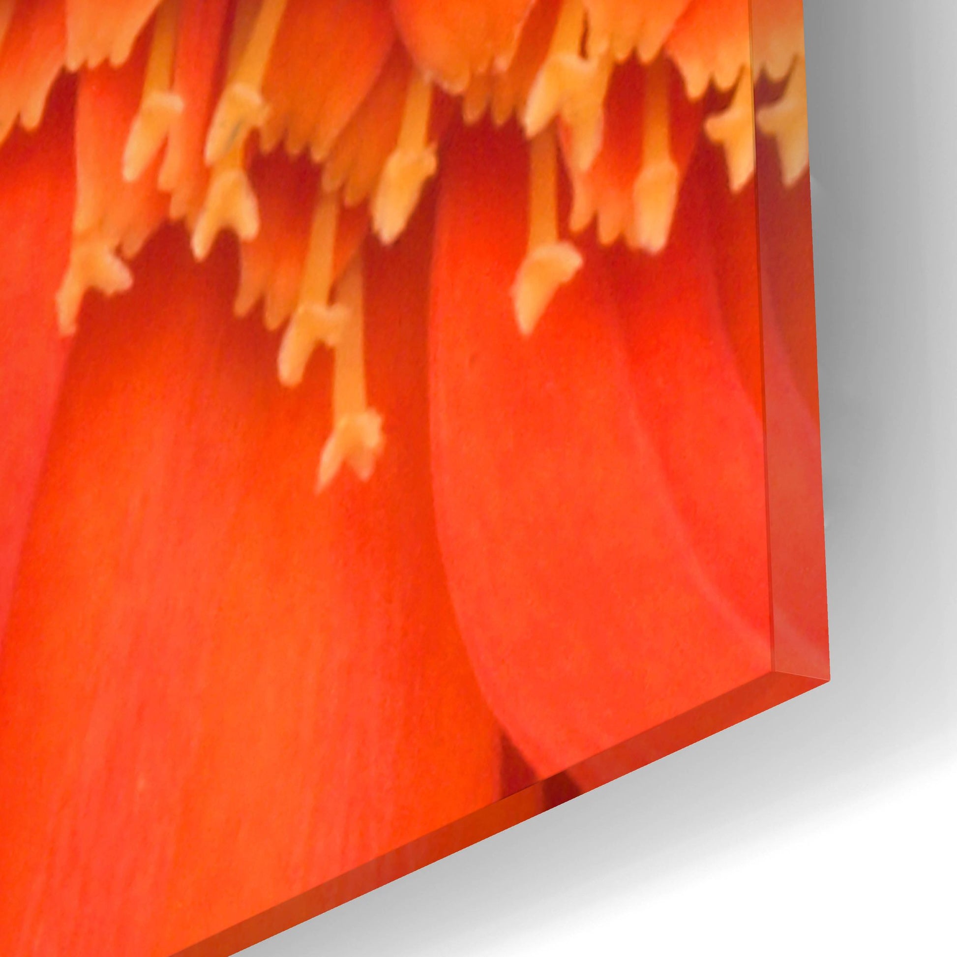 Epic Art 'Orange Gerbera Close up' by Tom Quartermaine, Acrylic Glass Wall Art,12x12