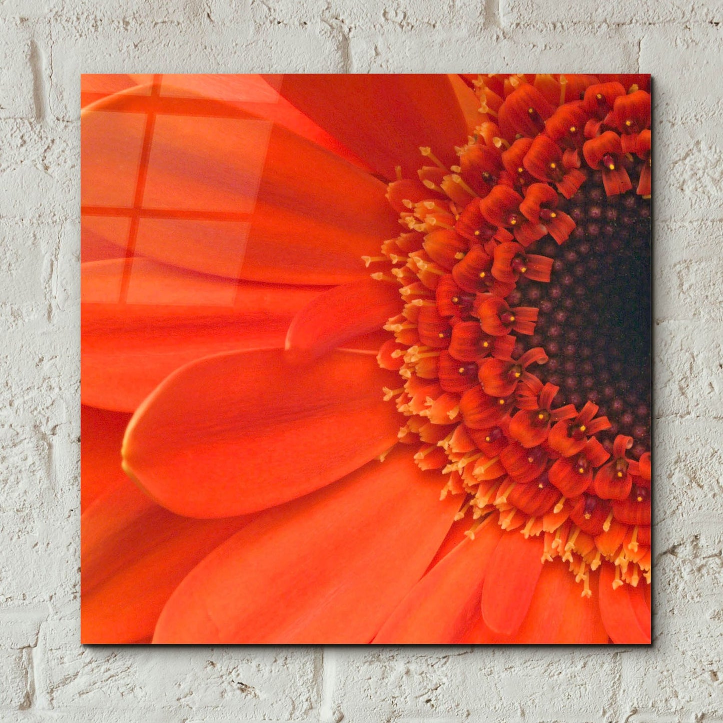 Epic Art 'Orange Gerbera Close up' by Tom Quartermaine, Acrylic Glass Wall Art,12x12