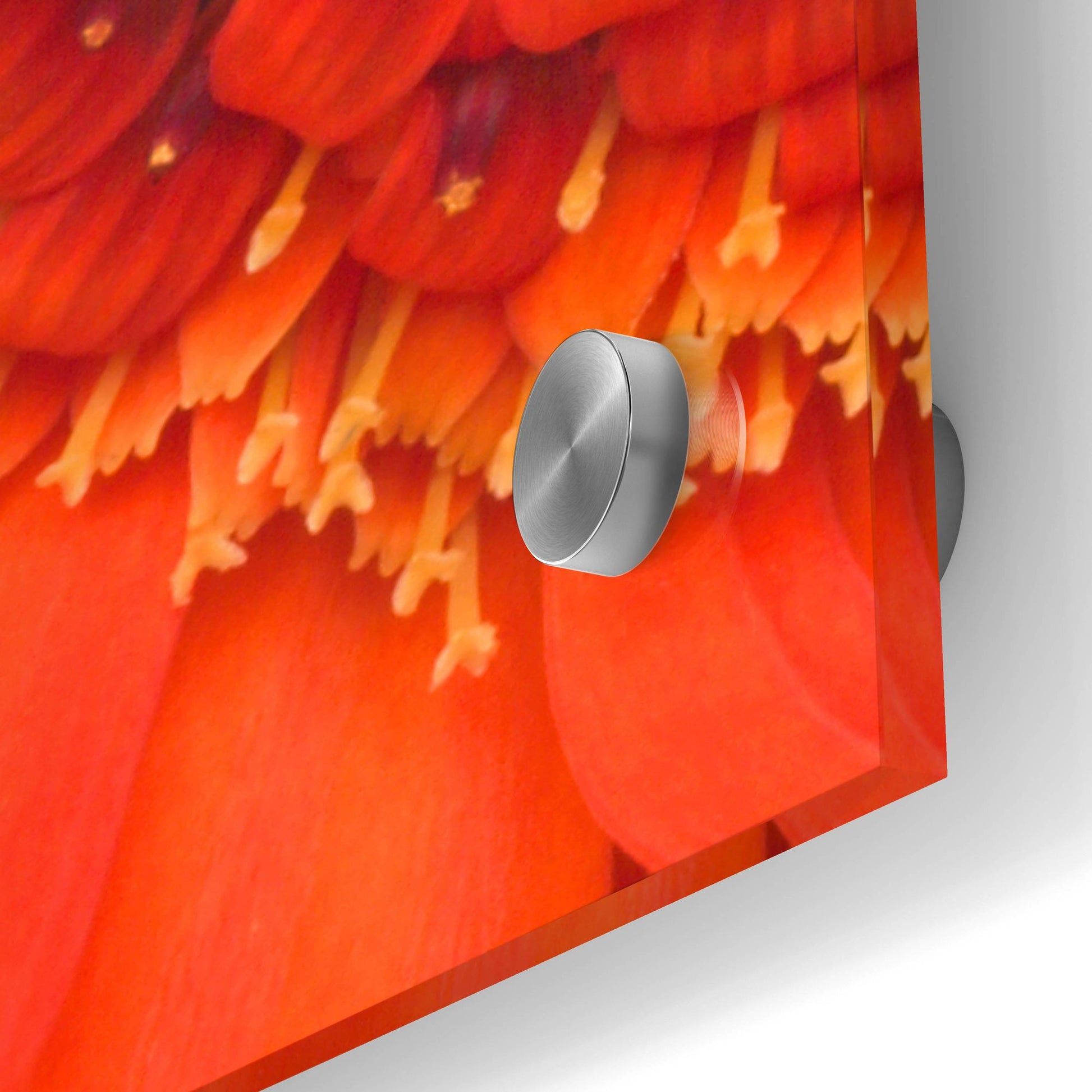 Epic Art 'Orange Gerbera Close up' by Tom Quartermaine, Acrylic Glass Wall Art,24x24