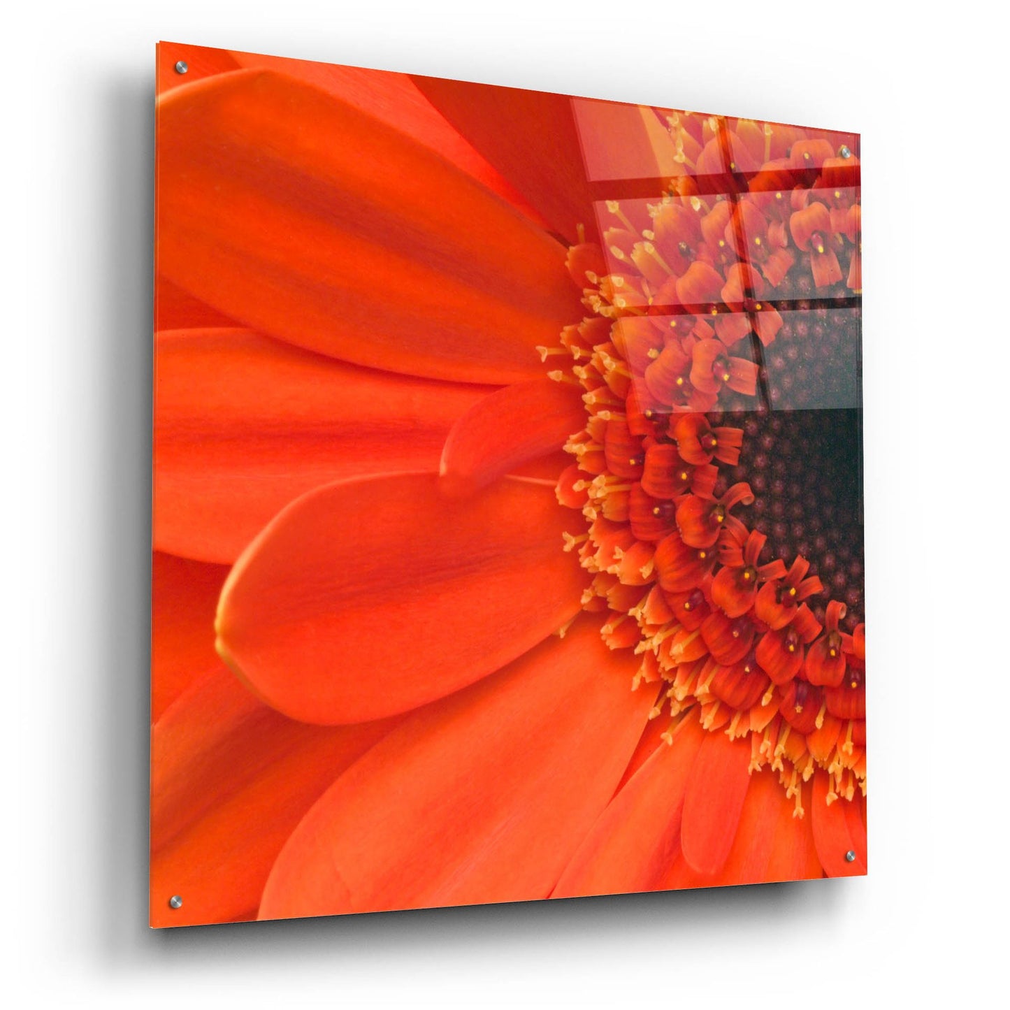 Epic Art 'Orange Gerbera Close up' by Tom Quartermaine, Acrylic Glass Wall Art,36x36