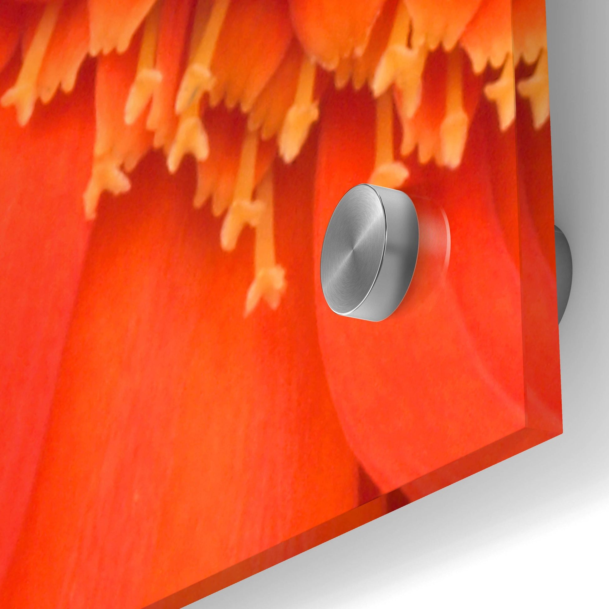 Epic Art 'Orange Gerbera Close up' by Tom Quartermaine, Acrylic Glass Wall Art,36x36