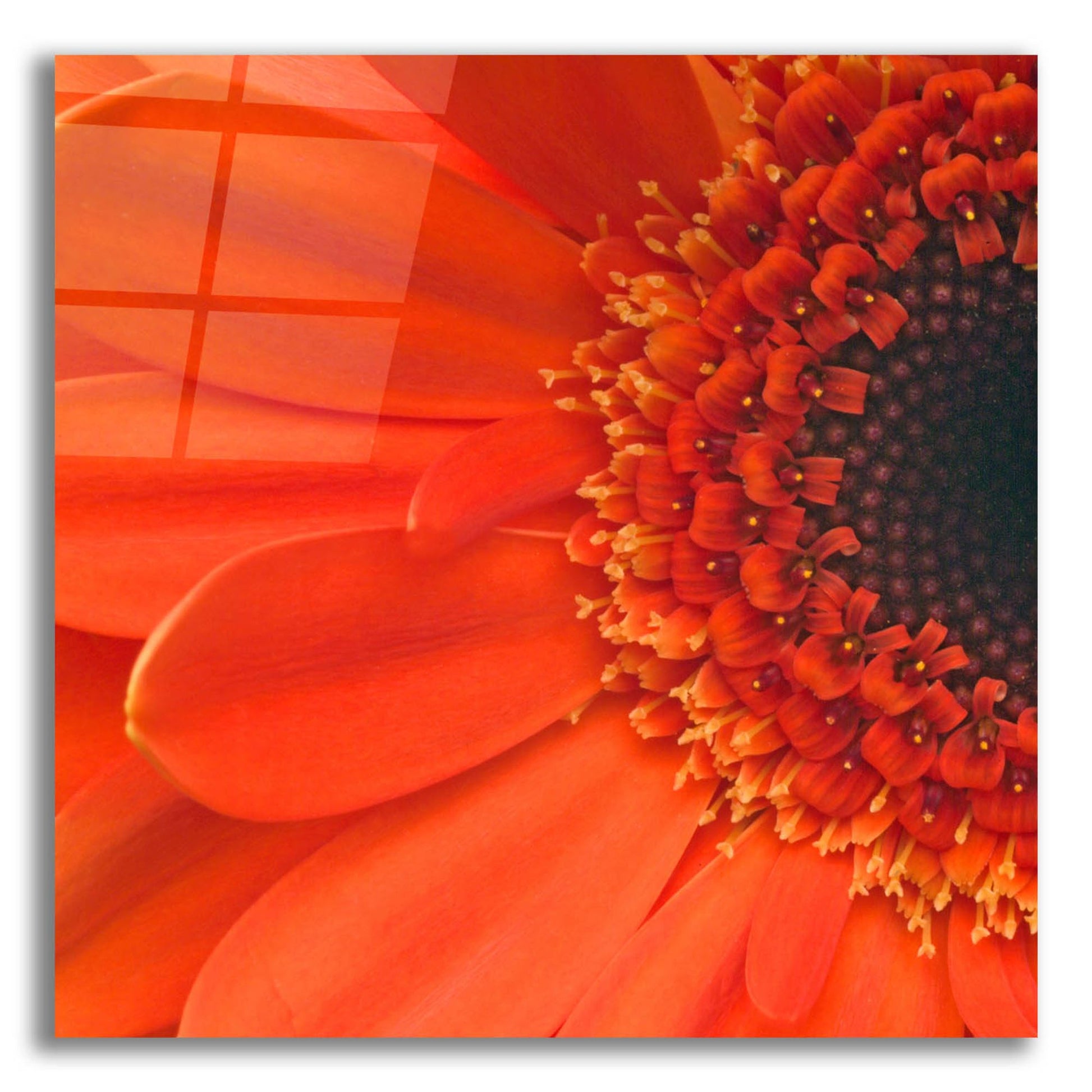 Epic Art 'Orange Gerbera Close up' by Tom Quartermaine, Acrylic Glass Wall Art