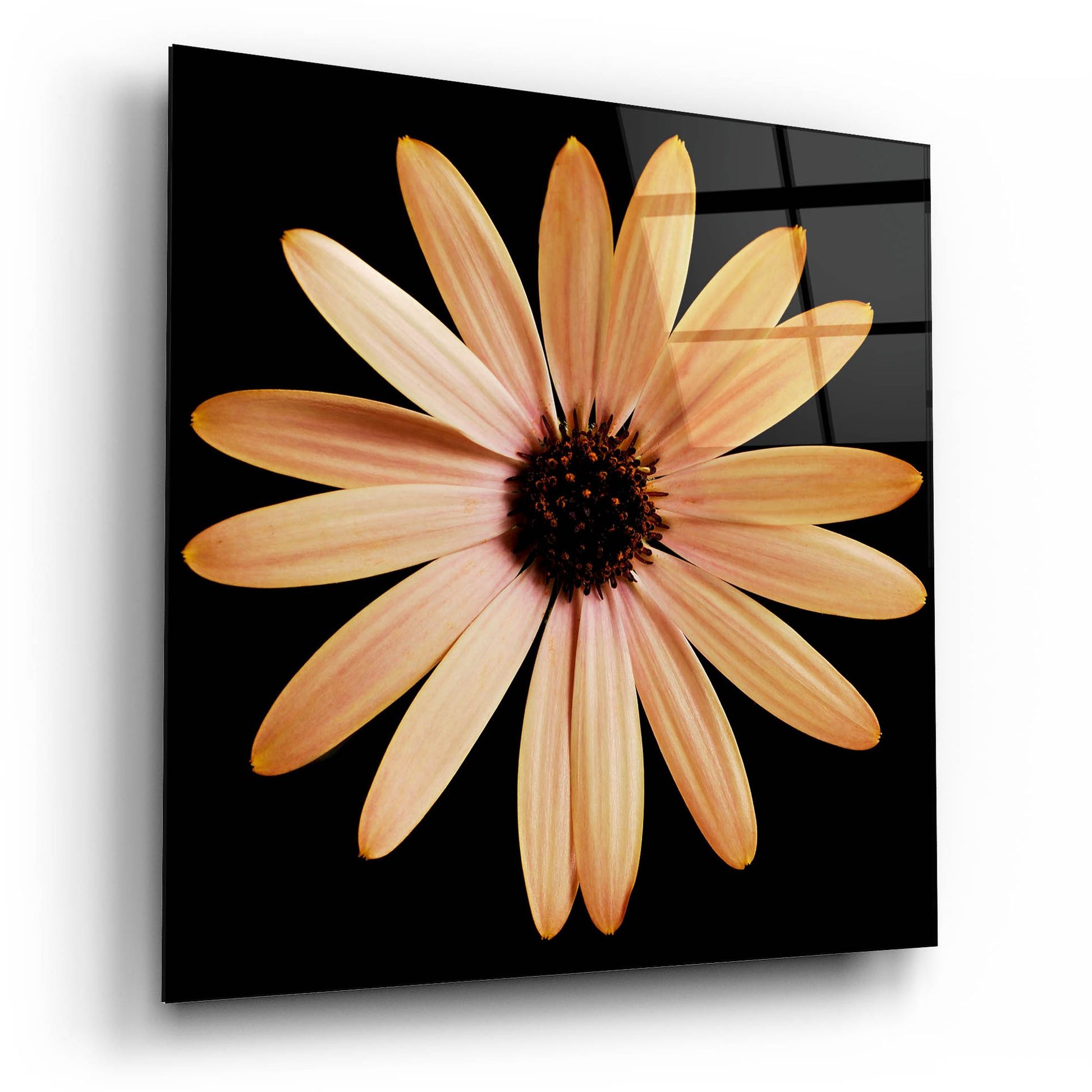 Epic Art 'Osteospurmum on Black 01' by Tom Quartermaine, Acrylic Glass Wall Art,12x12