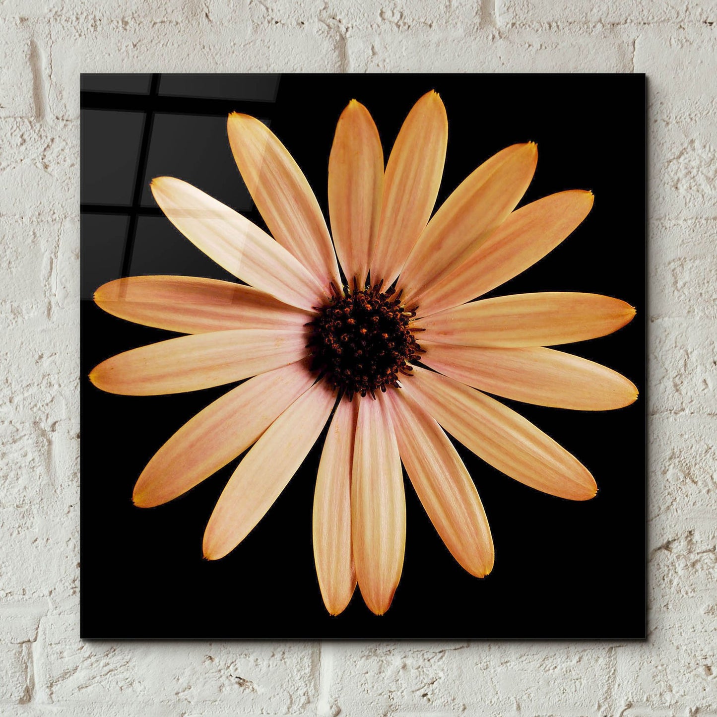 Epic Art 'Osteospurmum on Black 01' by Tom Quartermaine, Acrylic Glass Wall Art,12x12