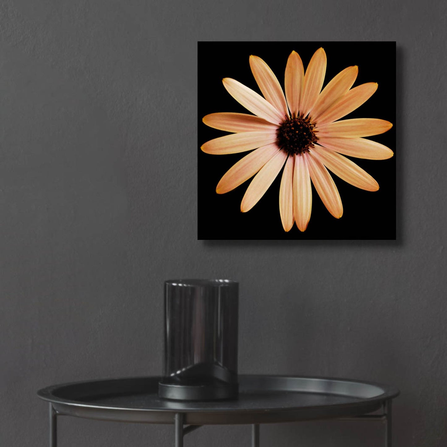 Epic Art 'Osteospurmum on Black 01' by Tom Quartermaine, Acrylic Glass Wall Art,12x12